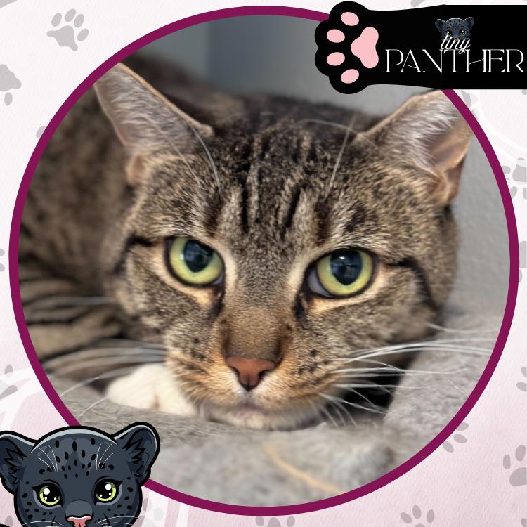 Enlarge Hermione, a Adoptable Domestic Short Hair in Toms River, NJ image 3/6