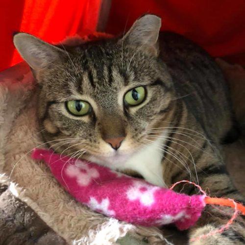 Enlarge Hermione, a Adoptable Domestic Short Hair in Toms River, NJ image 5/6