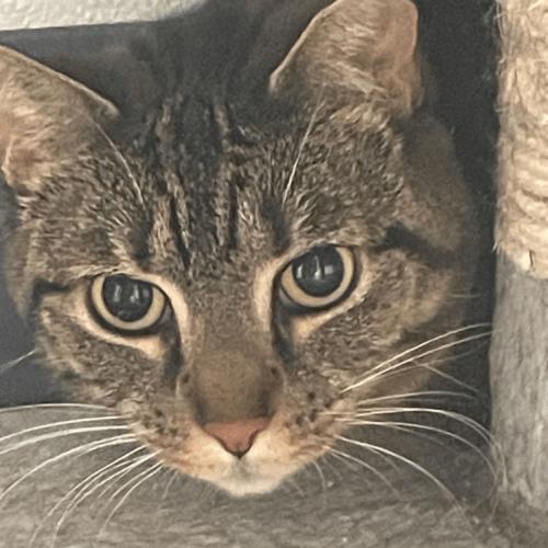 Enlarge Hermione, a Adoptable Domestic Short Hair in Toms River, NJ image 6/6