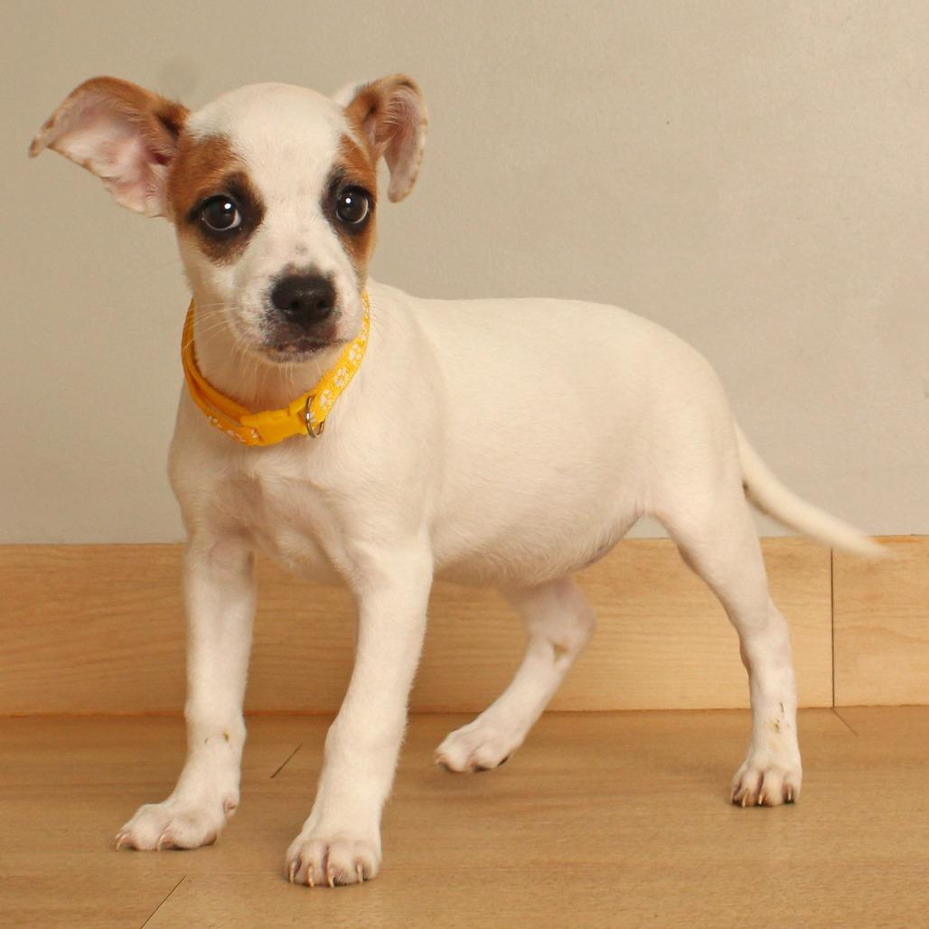 Enlarge Jigglypuff D71327, a Adoptable mixed breed in Minnetonka, MN image 2/6
