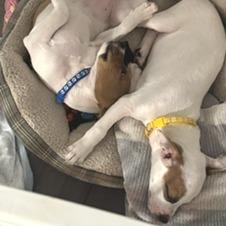 Enlarge Jigglypuff D71327, a Adoptable mixed breed in Minnetonka, MN image 5/6