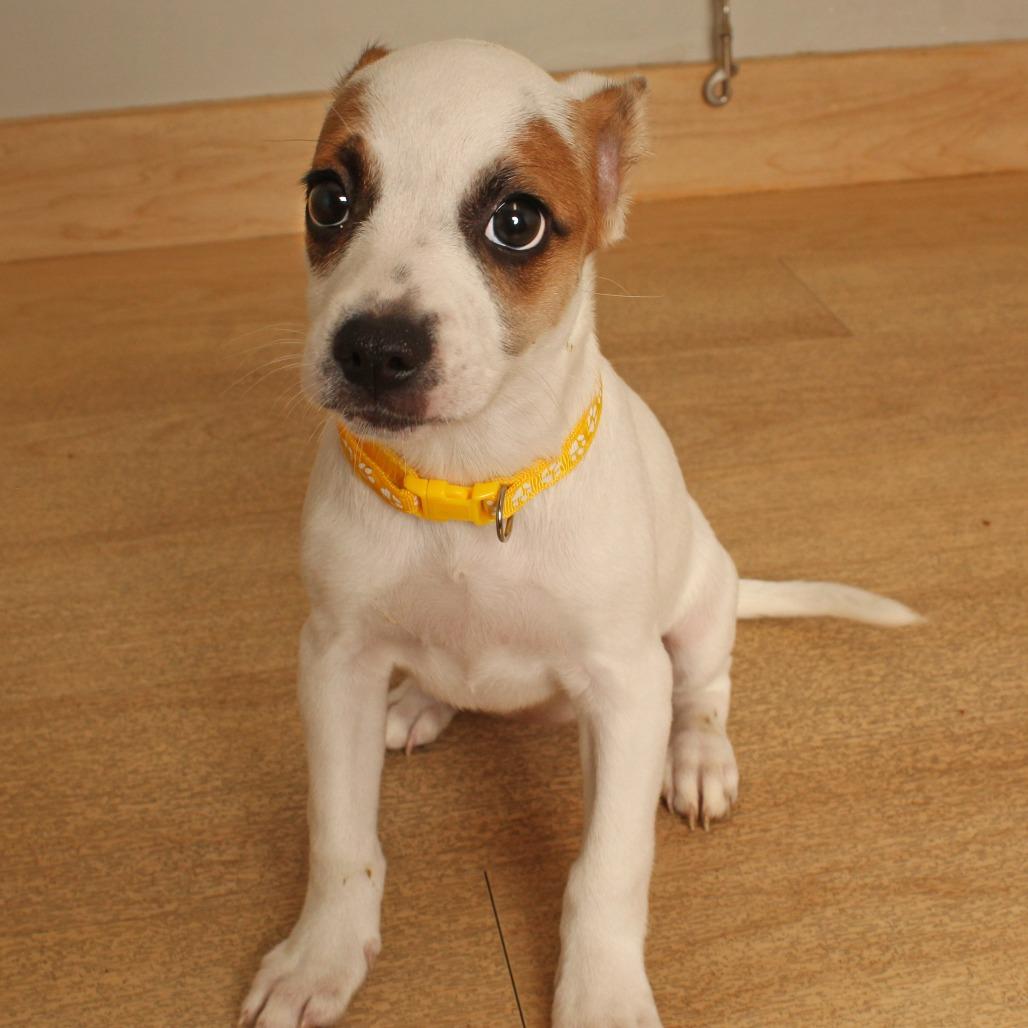 Enlarge Jigglypuff D71327, a Adoptable mixed breed in Minnetonka, MN image 6/6