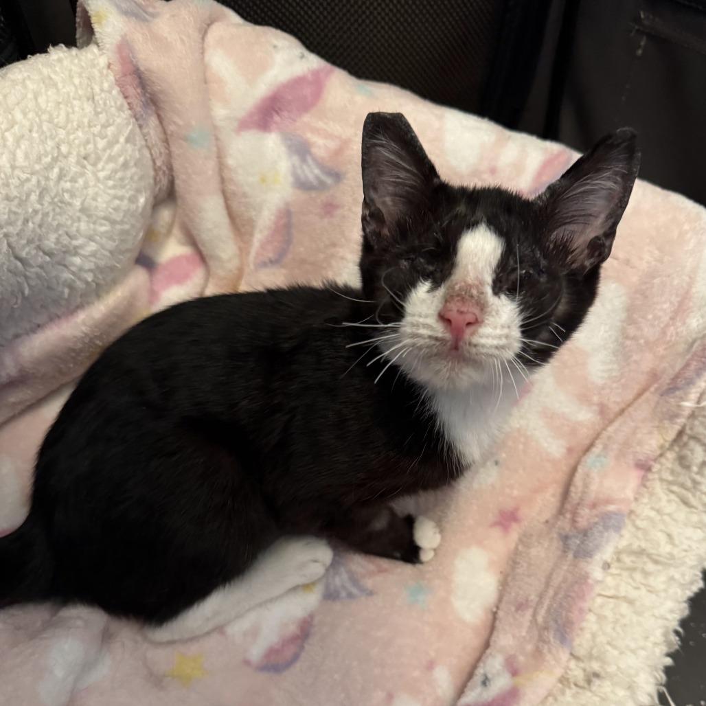 Poppy aka Lucy, Adoptable, Kitten Female Domestic Short Hair.
