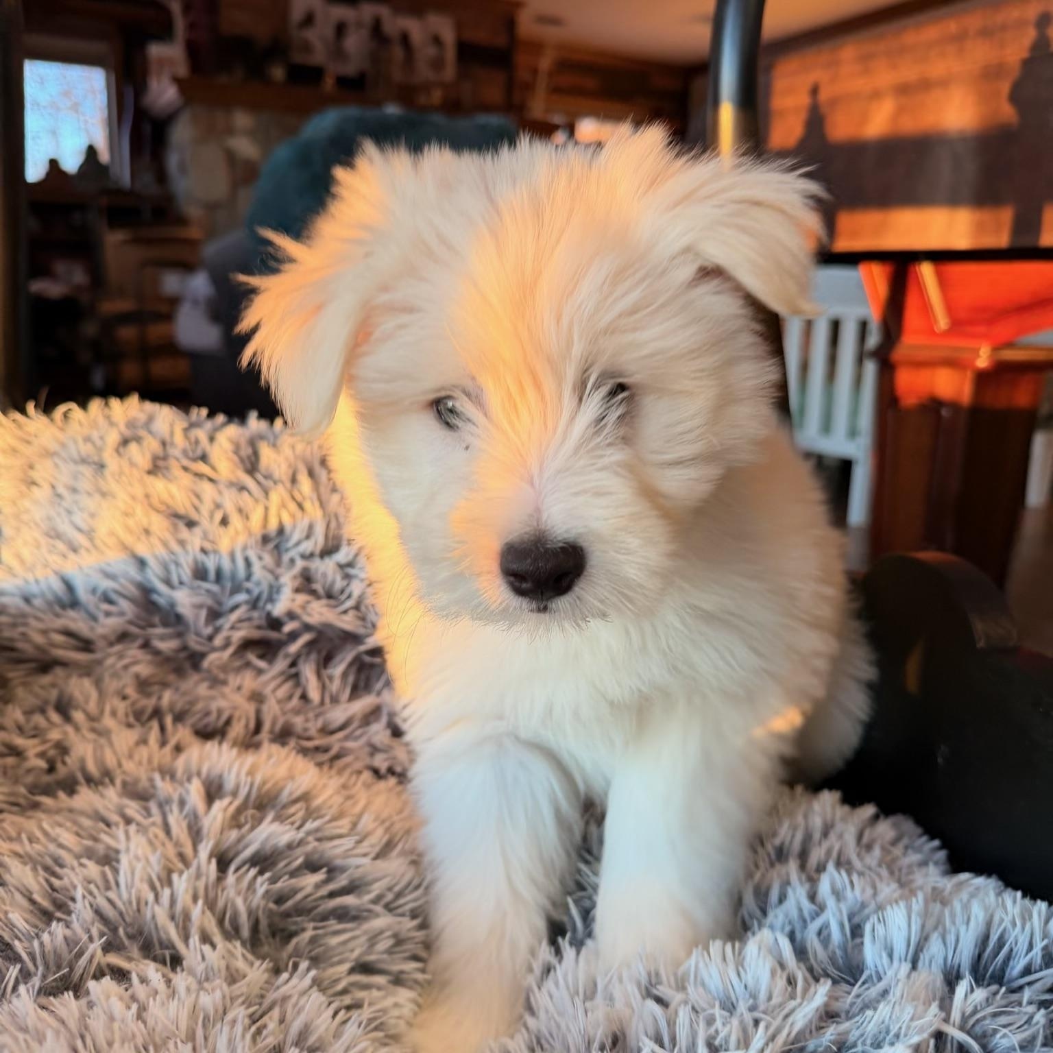 Enlarge Finn, a ADOPTABLE mixed breed in North Freedom, WI image 1/2