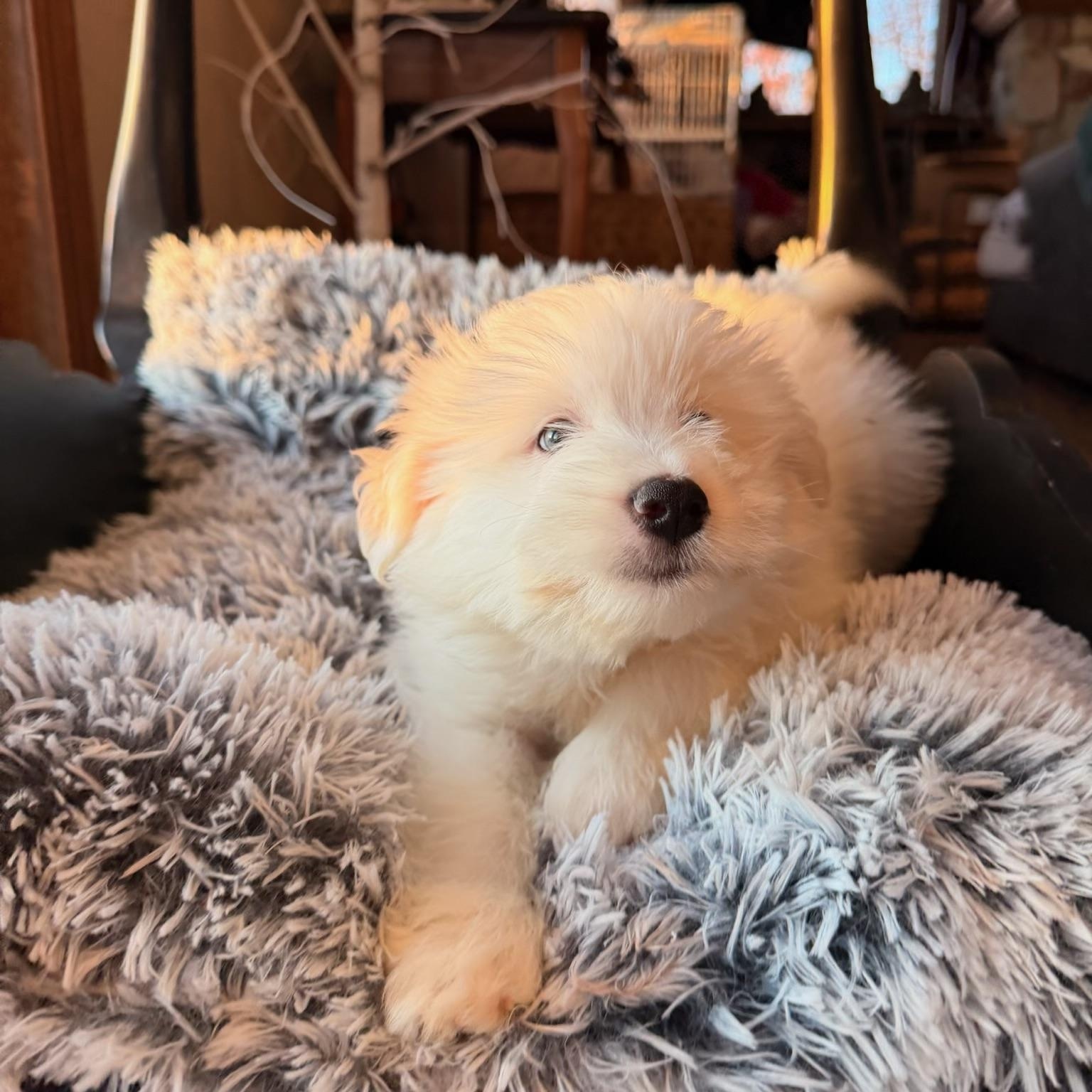 Enlarge Finn, a ADOPTABLE mixed breed in North Freedom, WI image 2/2