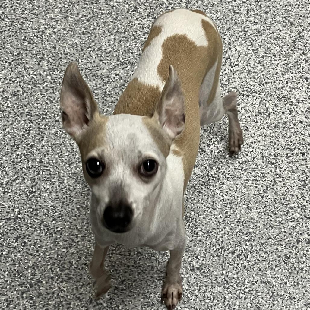 Chico, Adoptable, Adult Male Chihuahua & Italian Greyhound.