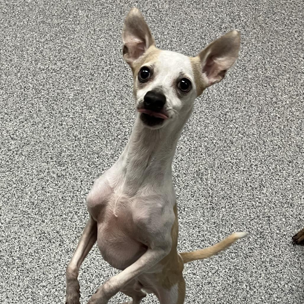 Enlarge Chico, a Adoptable mixed breed in Grand Rapids, MI image 2/2