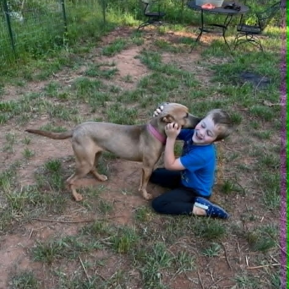 Enlarge Vessa, a ADOPTABLE mixed breed in Schenectady, NY image 3/4