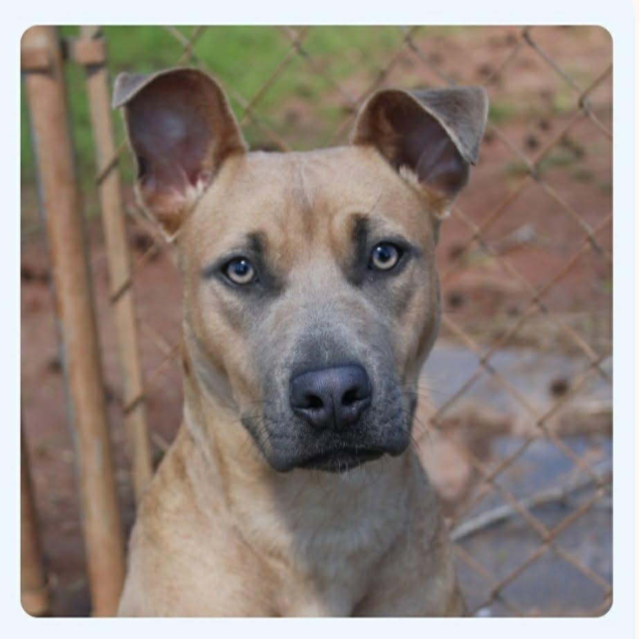 Vessa, ADOPTABLE, Young Female Pit Bull Terrier.