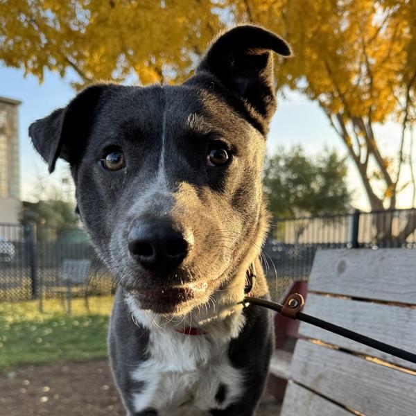 Enlarge Ursus, a Adoptable mixed breed in Oakland, CA image 1/1