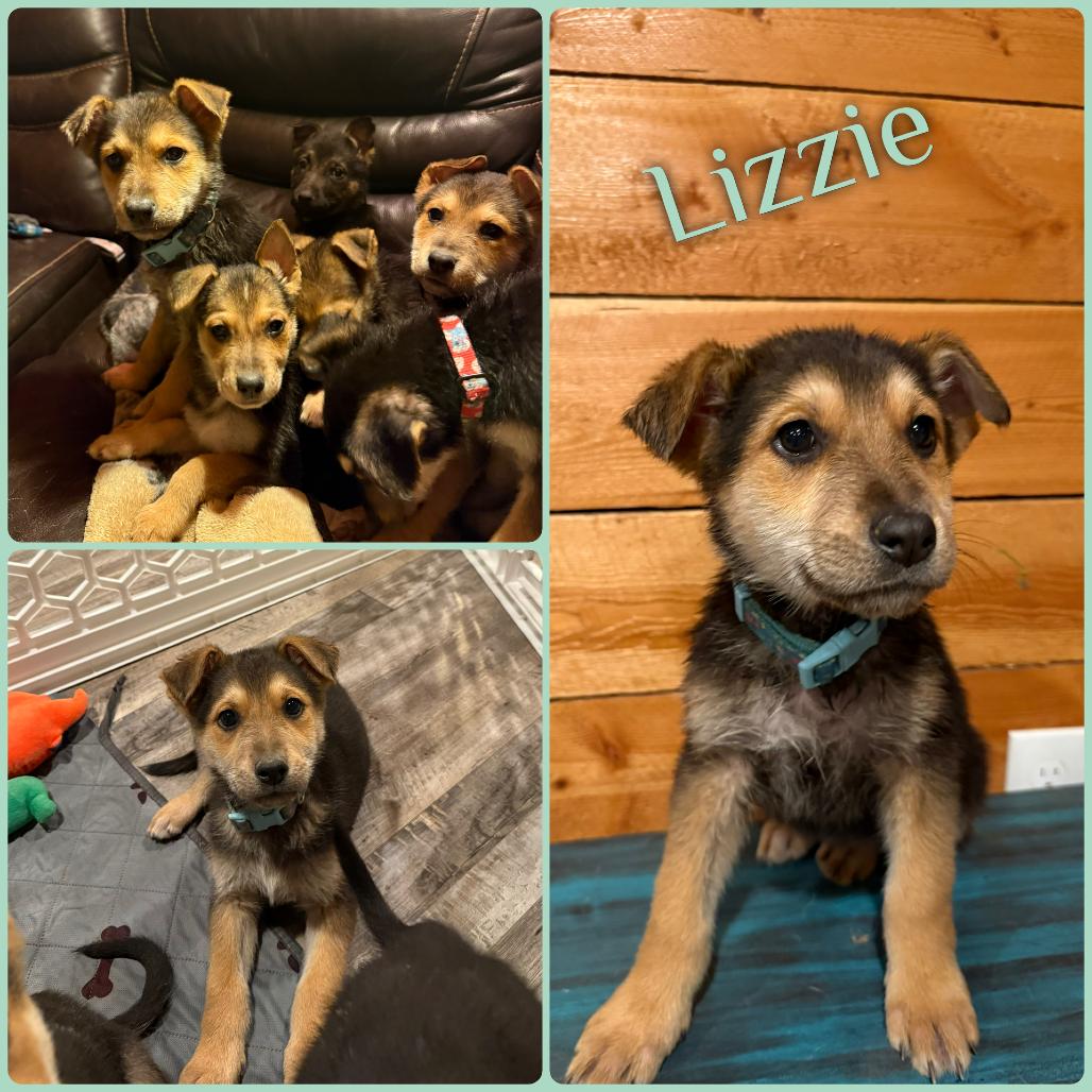 Lizzie, Adoptable, Puppy Female German Shepherd Dog.