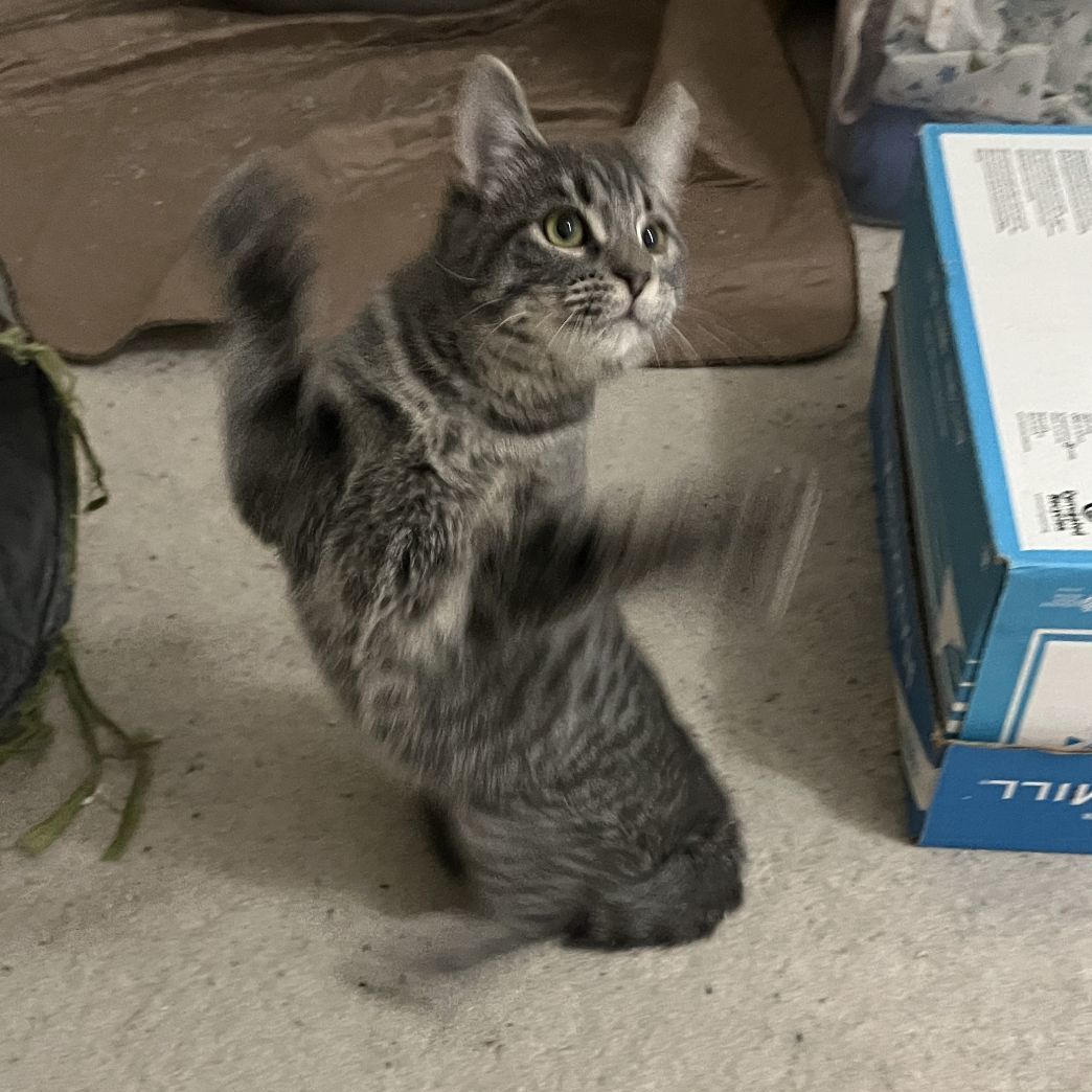 Mirabel, Adoptable, Young Female Domestic Short Hair.