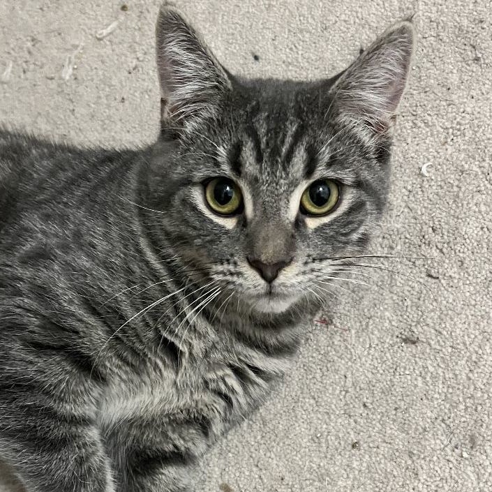 Mirabel, a Adoptable Domestic Short Hair in Shingletown, CA image 1/6