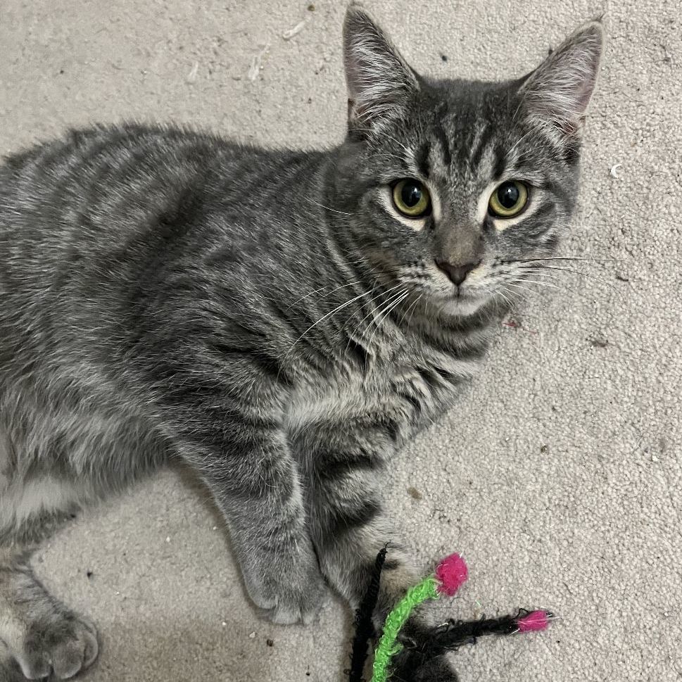 Mirabel, a Adoptable Domestic Short Hair in Shingletown, CA image 2/6