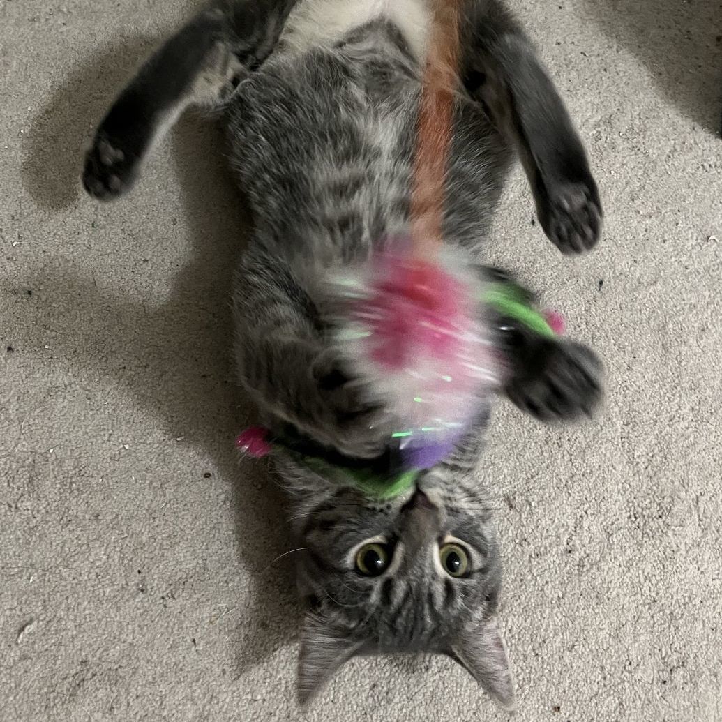 Mirabel, a Adoptable Domestic Short Hair in Shingletown, CA image 3/6