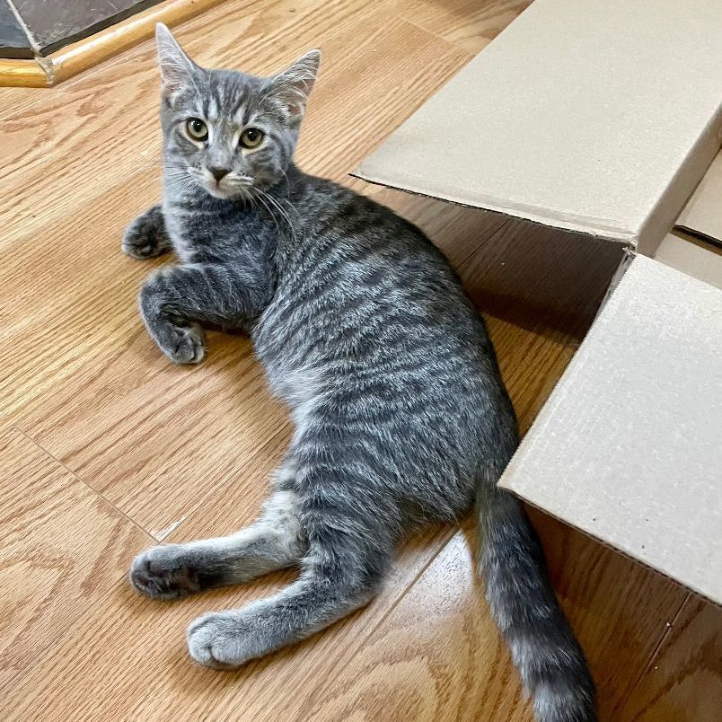 Mirabel, a Adoptable Domestic Short Hair in Shingletown, CA image 4/6