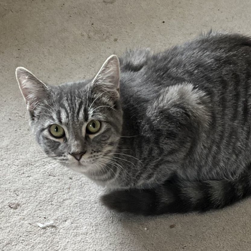 Mirabel, a Adoptable Domestic Short Hair in Shingletown, CA image 5/6