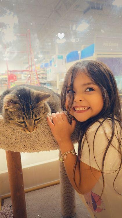 Enlarge Floppsy, a Adoptable Domestic Short Hair in Santa Fe, TX image 1/3