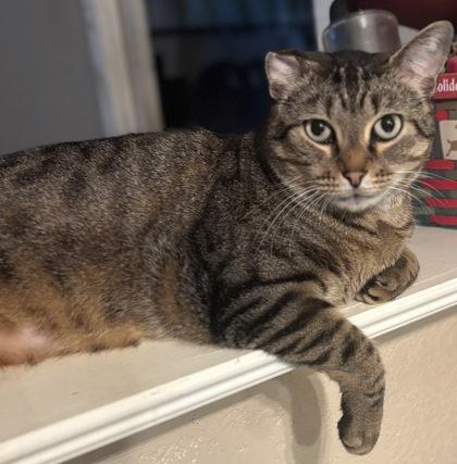 Enlarge Floppsy, a Adoptable Domestic Short Hair in Santa Fe, TX image 2/3