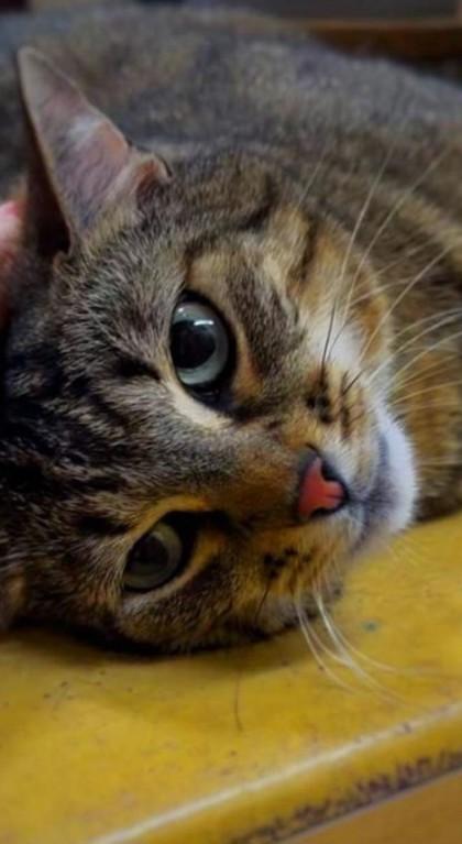 Enlarge Floppsy, a Adoptable Domestic Short Hair in Santa Fe, TX image 1/1