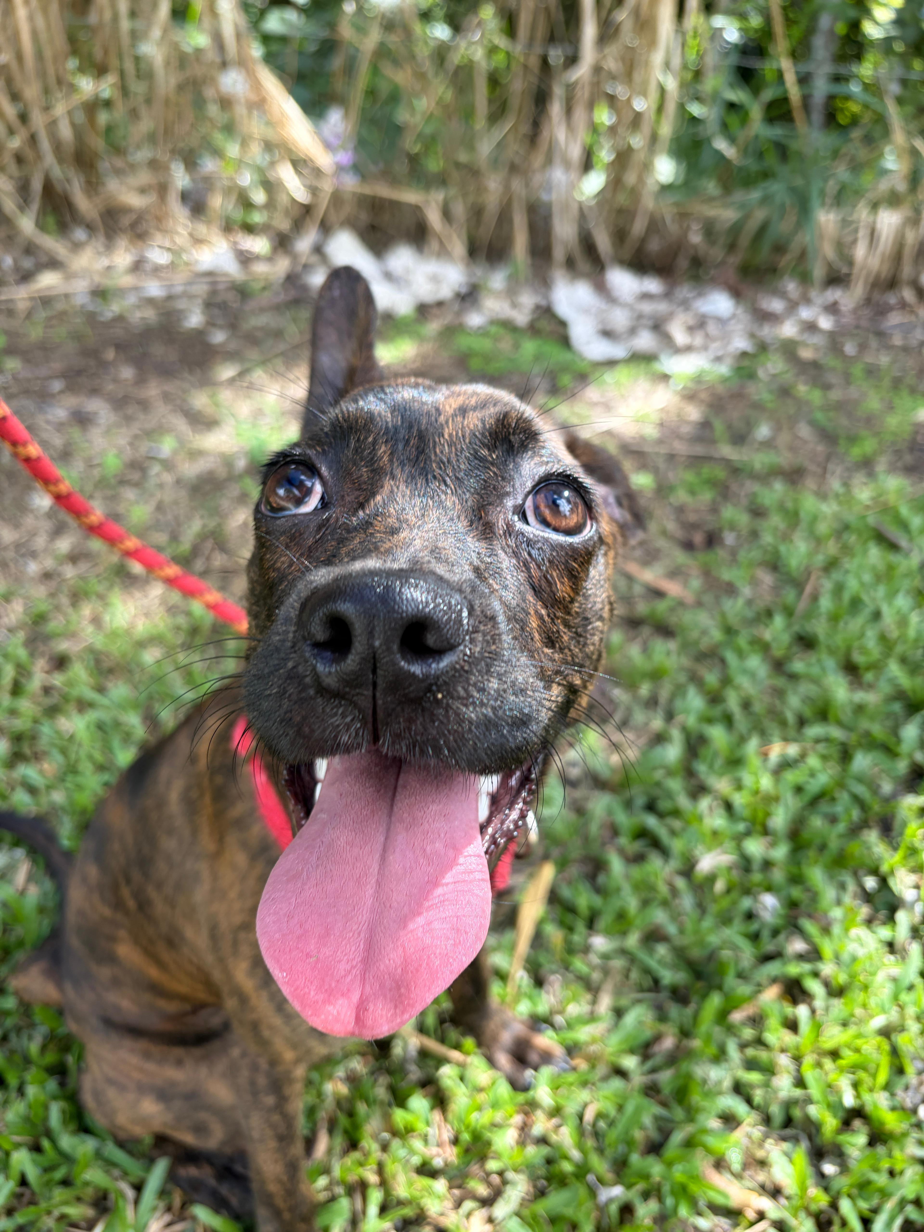Enlarge Ophelia, a ADOPTABLE mixed breed in Brooklyn, NY image 3/5