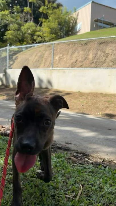 Enlarge Ophelia, a ADOPTABLE mixed breed in Brooklyn, NY video 2/5