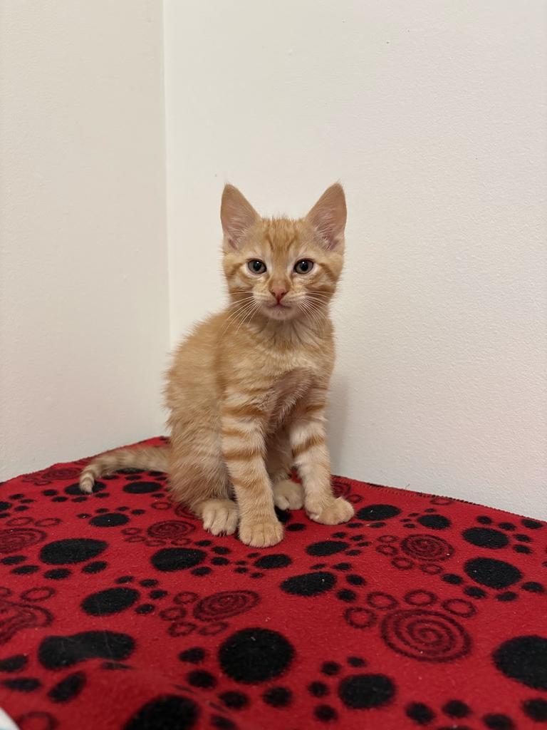 Spaghetti, a Adoptable mixed breed in Saint Paul, MN image 2/4