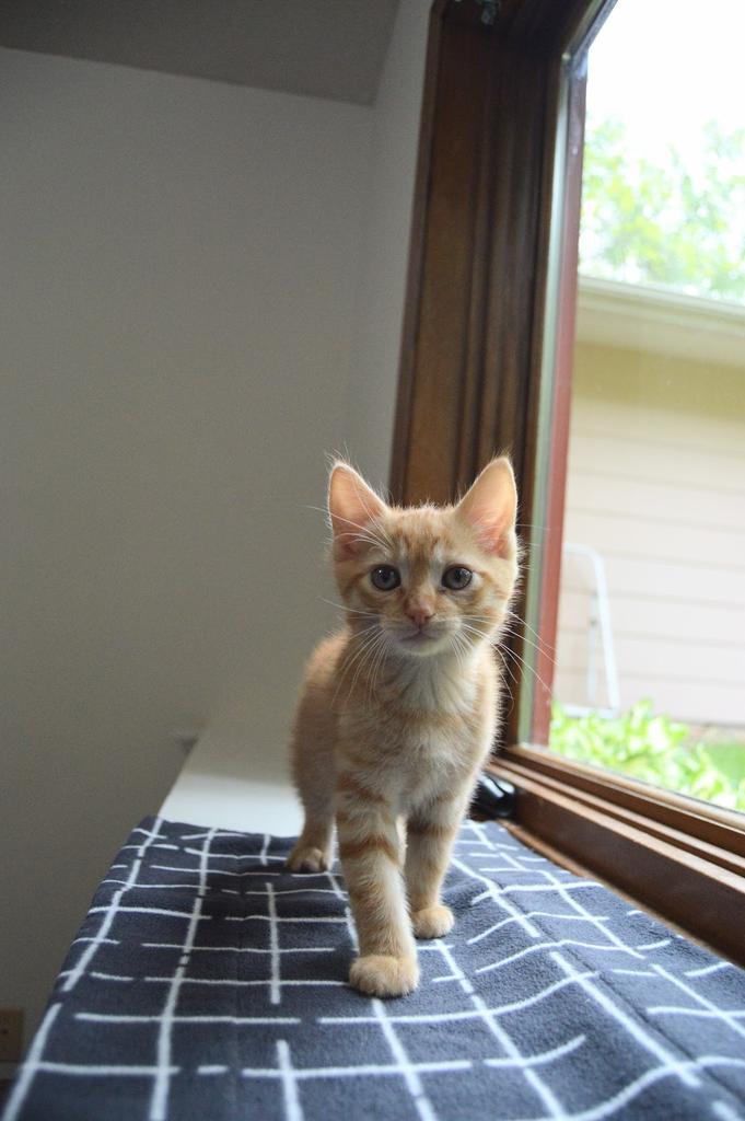Spaghetti, a Adoptable mixed breed in Saint Paul, MN image 3/4