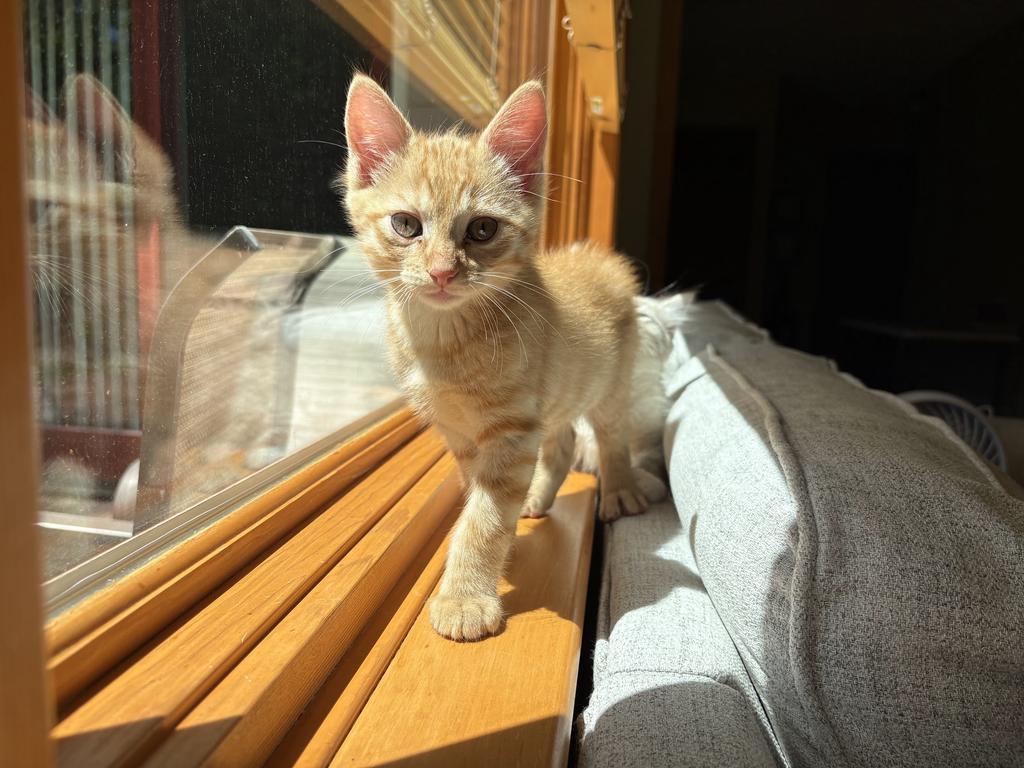 Spaghetti, a Adoptable mixed breed in Saint Paul, MN image 4/4