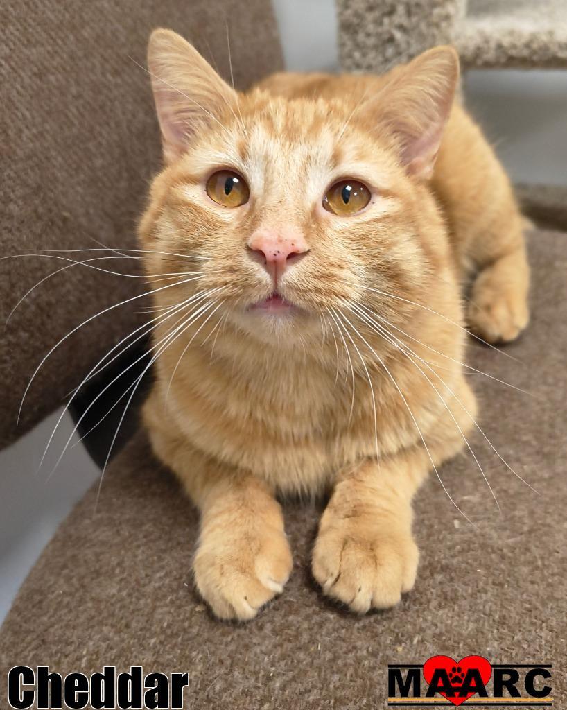 Enlarge Cheddar, a Adoptable mixed breed in Maryville, TN image 1/2