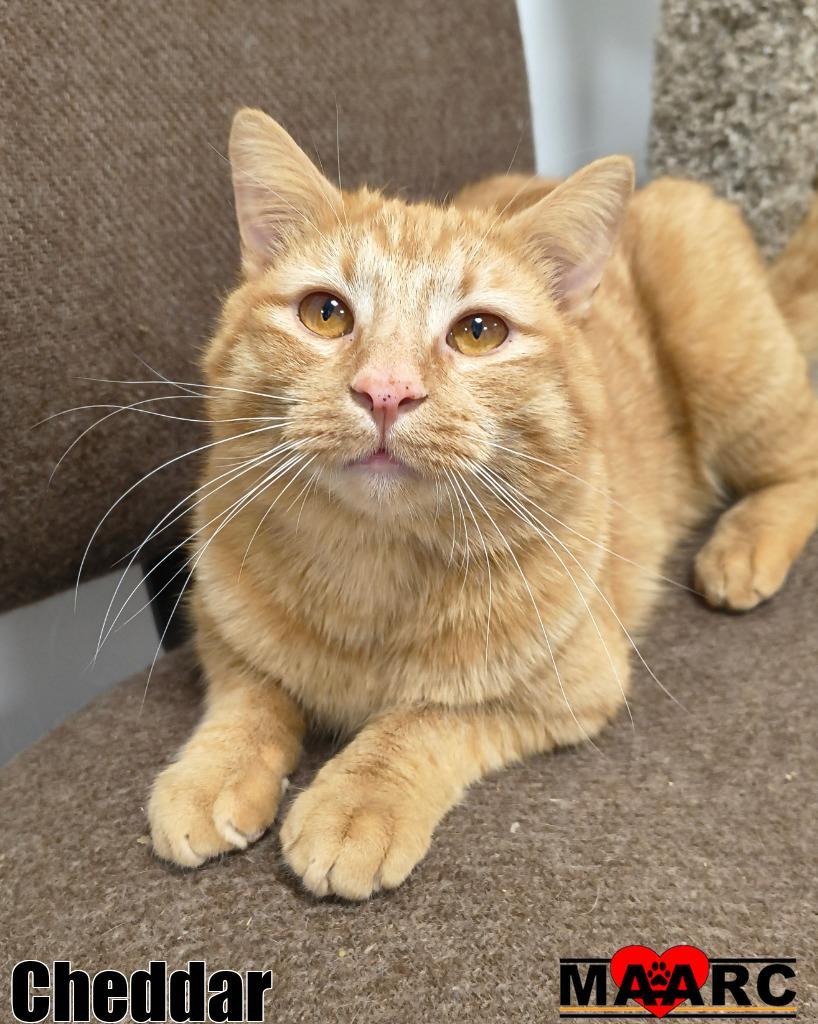 Enlarge Cheddar, a Adoptable mixed breed in Maryville, TN image 2/2