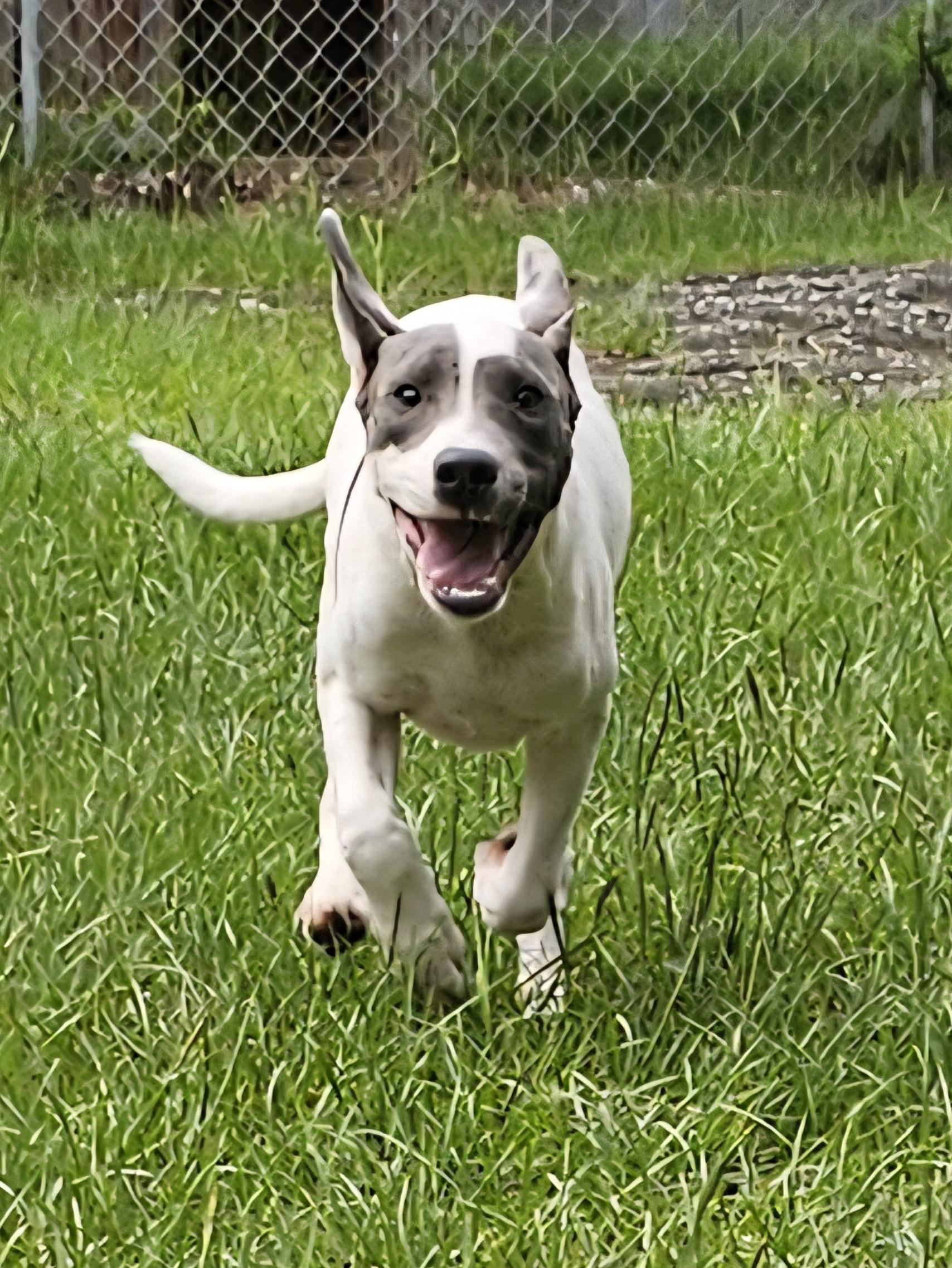 Gianni, a Adoptable mixed breed in Orangeburg, SC image 1/5