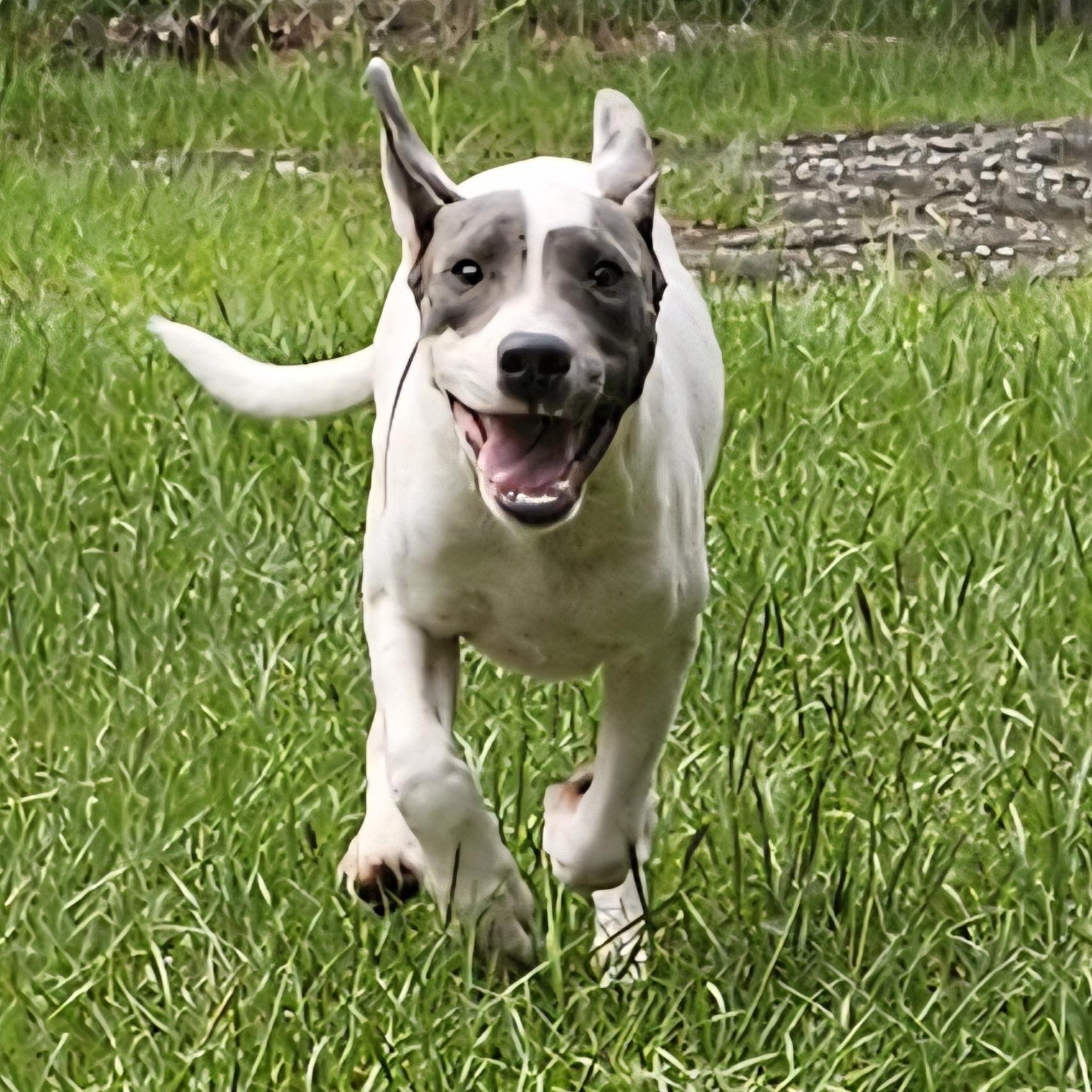 Enlarge Gianni, a Adoptable mixed breed in Orangeburg, SC image 1/6