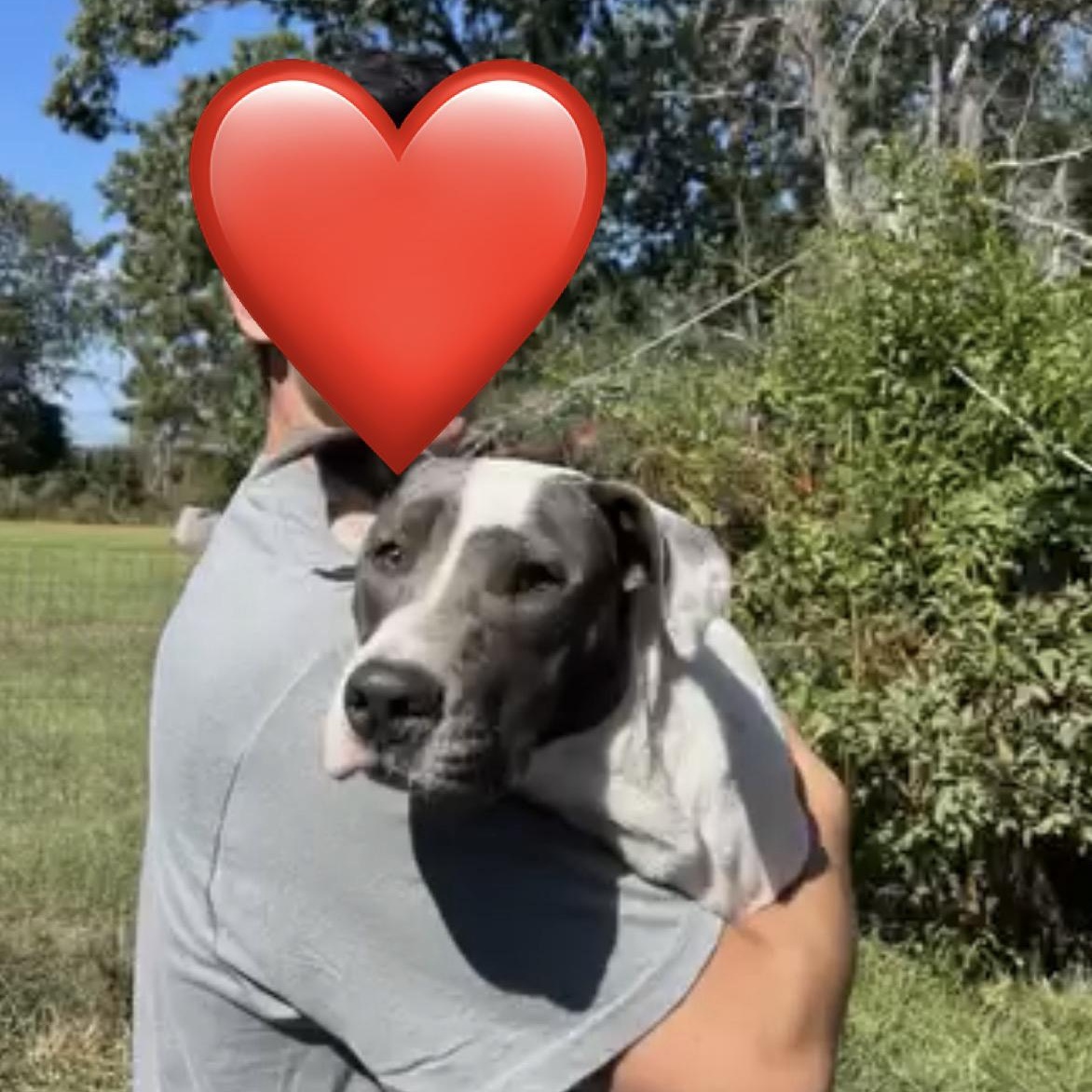Enlarge Gianni, a Adoptable mixed breed in Orangeburg, SC image 5/6