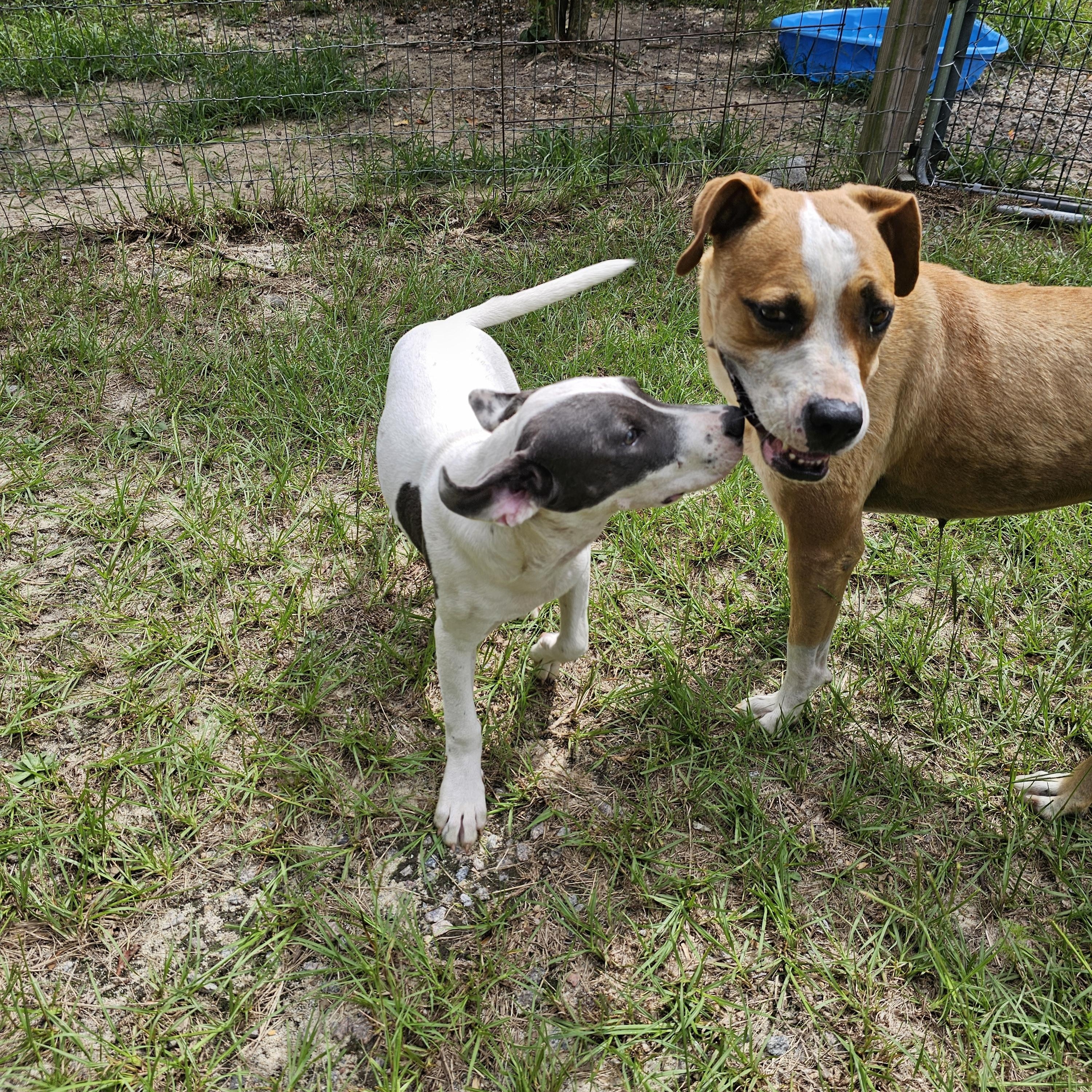 Gianni, a Adoptable mixed breed in Orangeburg, SC image 3/5