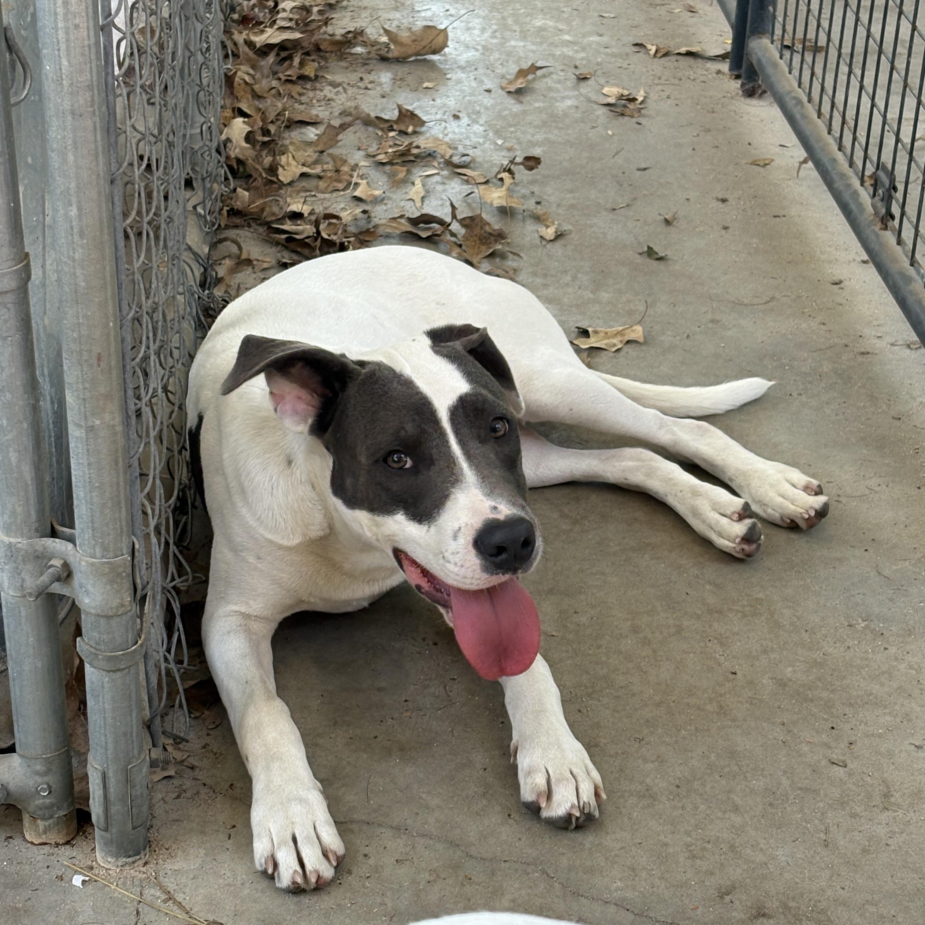 Enlarge Gianni, a Adoptable mixed breed in Orangeburg, SC image 4/6