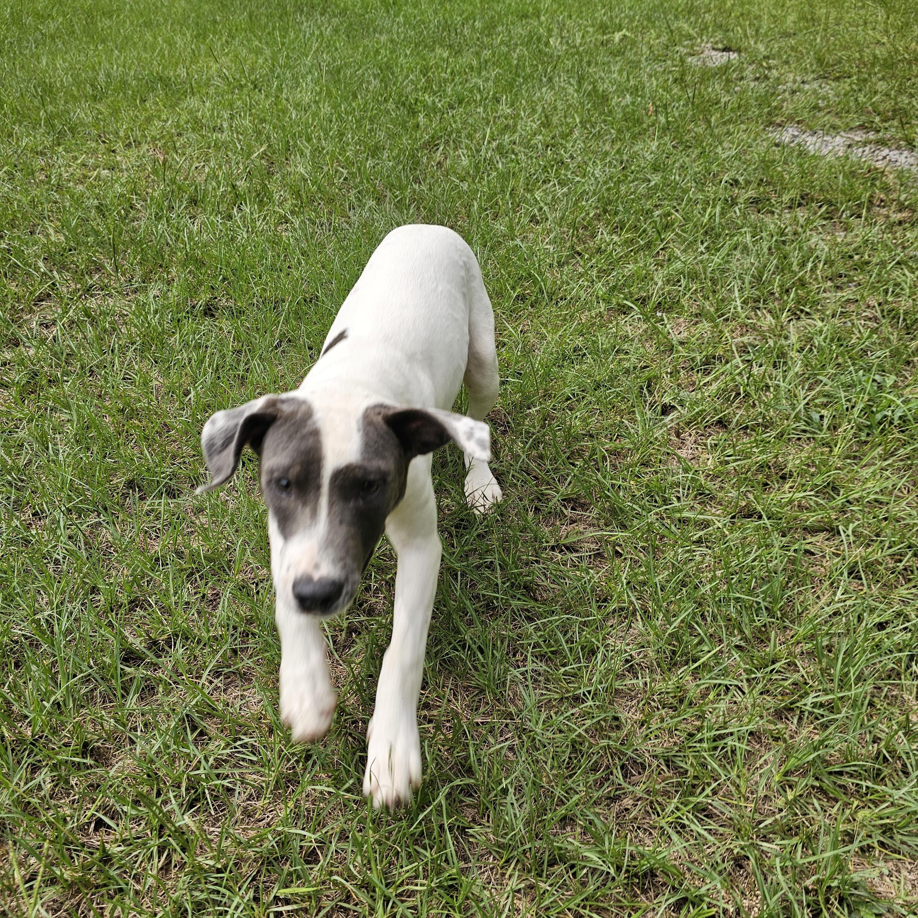Gianni, a Adoptable mixed breed in Orangeburg, SC image 5/5