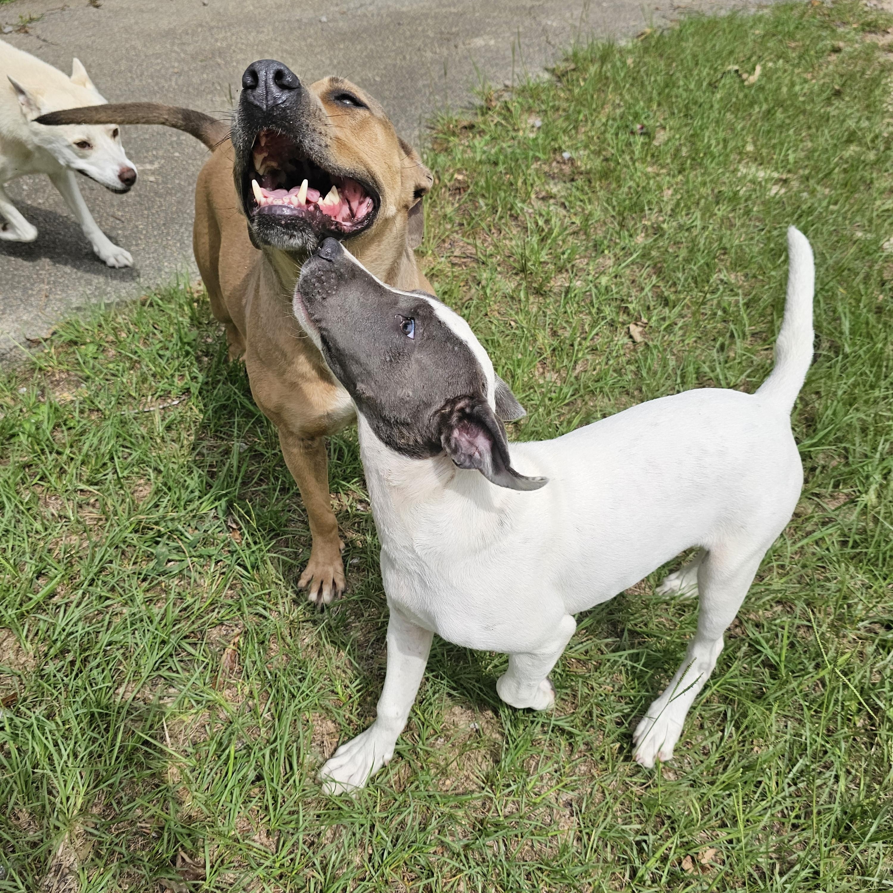 Gianni, a Adoptable mixed breed in Orangeburg, SC image 2/5
