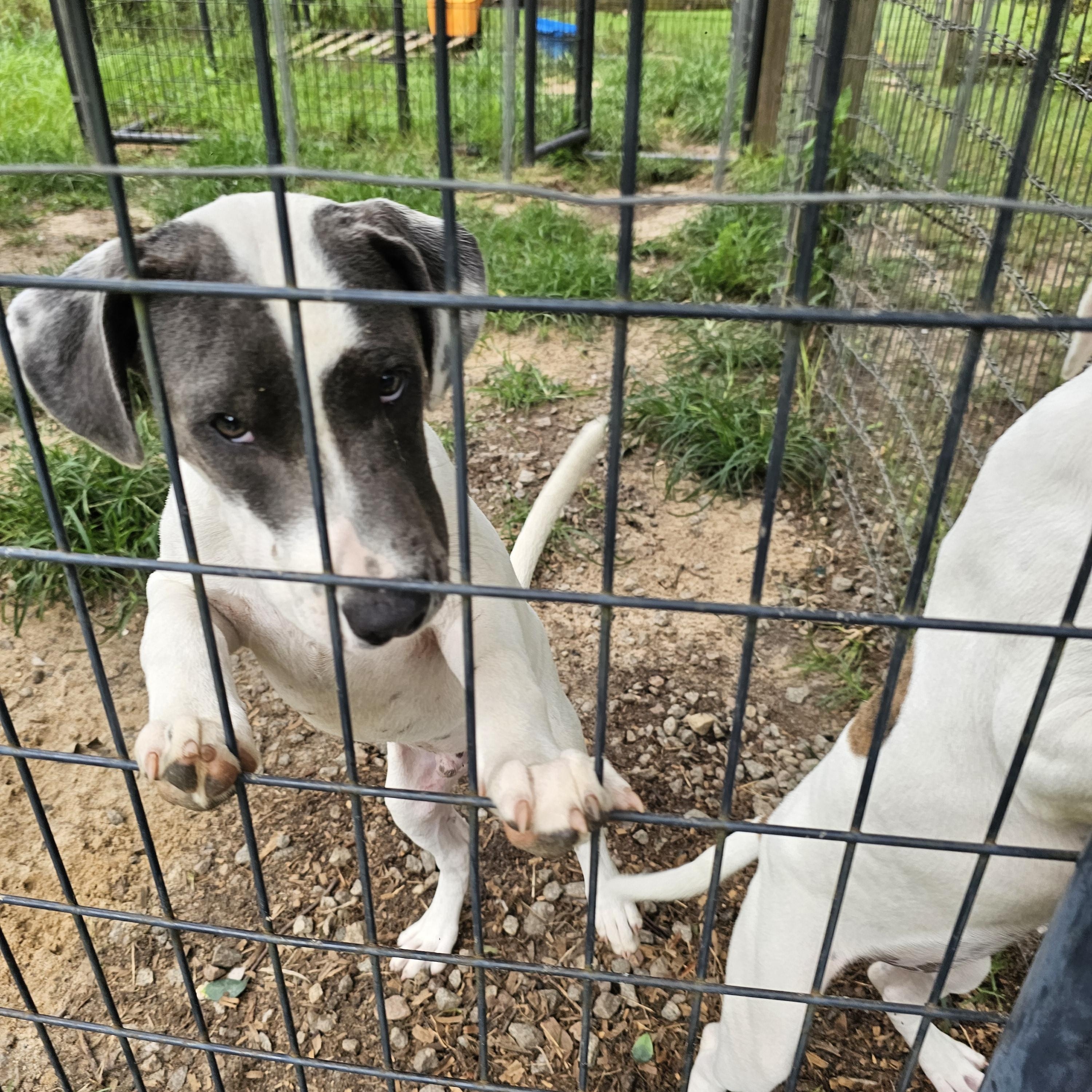 Gianni, a Adoptable mixed breed in Orangeburg, SC image 4/5