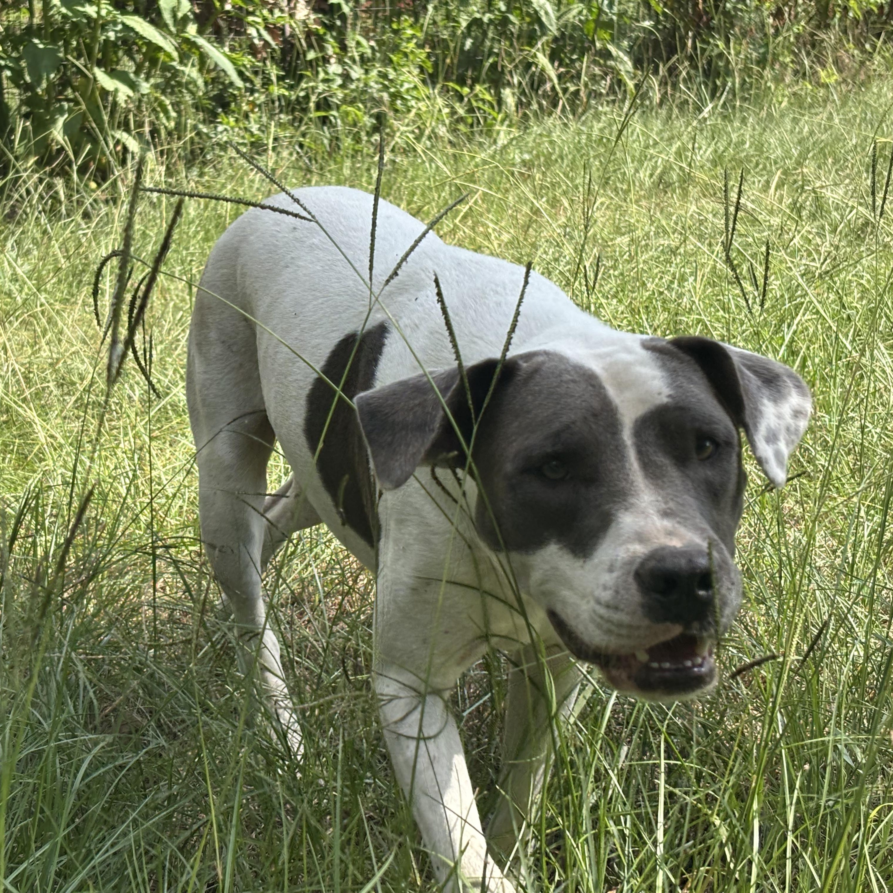 Enlarge Gianni, a Adoptable mixed breed in Orangeburg, SC image 6/6