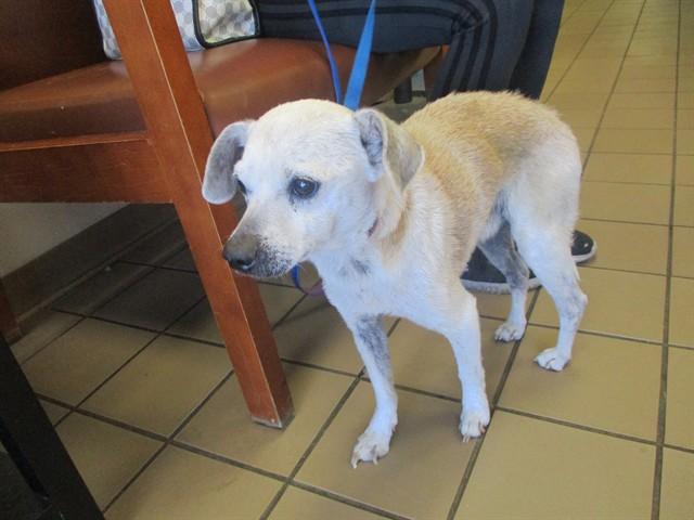 BEETHOVEN — thumbnail 2