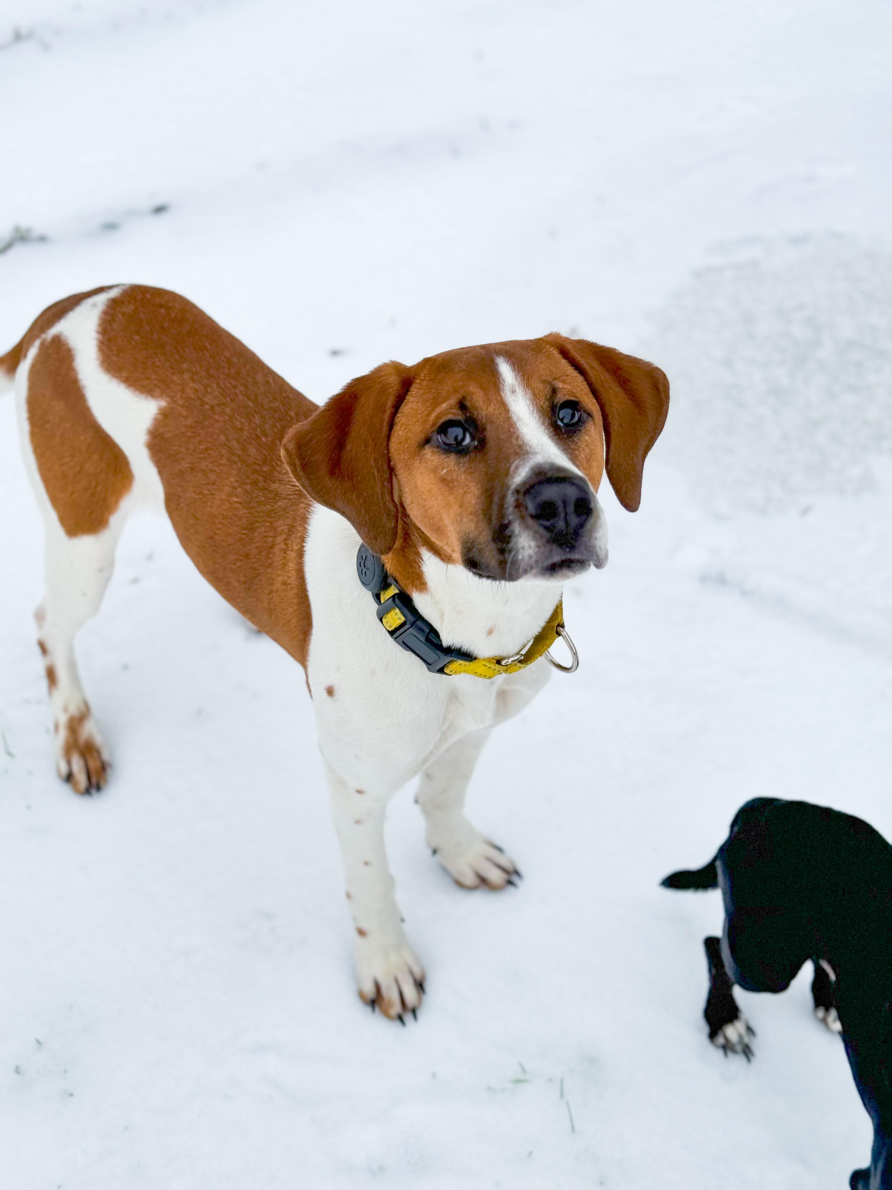 Fred, an adoptable Foxhound, Beagle in charleston, SC, 29403 | Photo Image 2