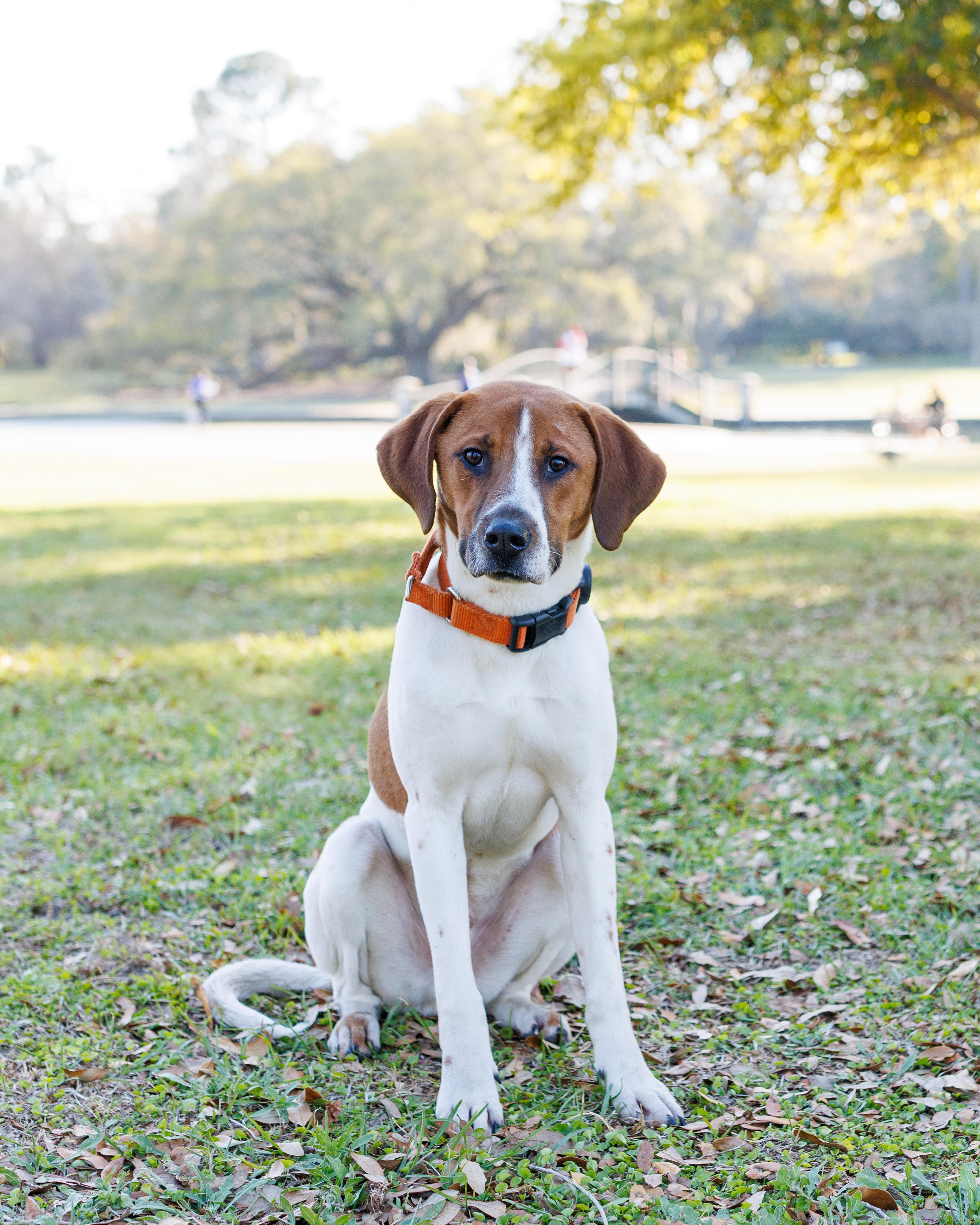 Fred, an adoptable Foxhound, Beagle in charleston, SC, 29403 | Photo Image 1