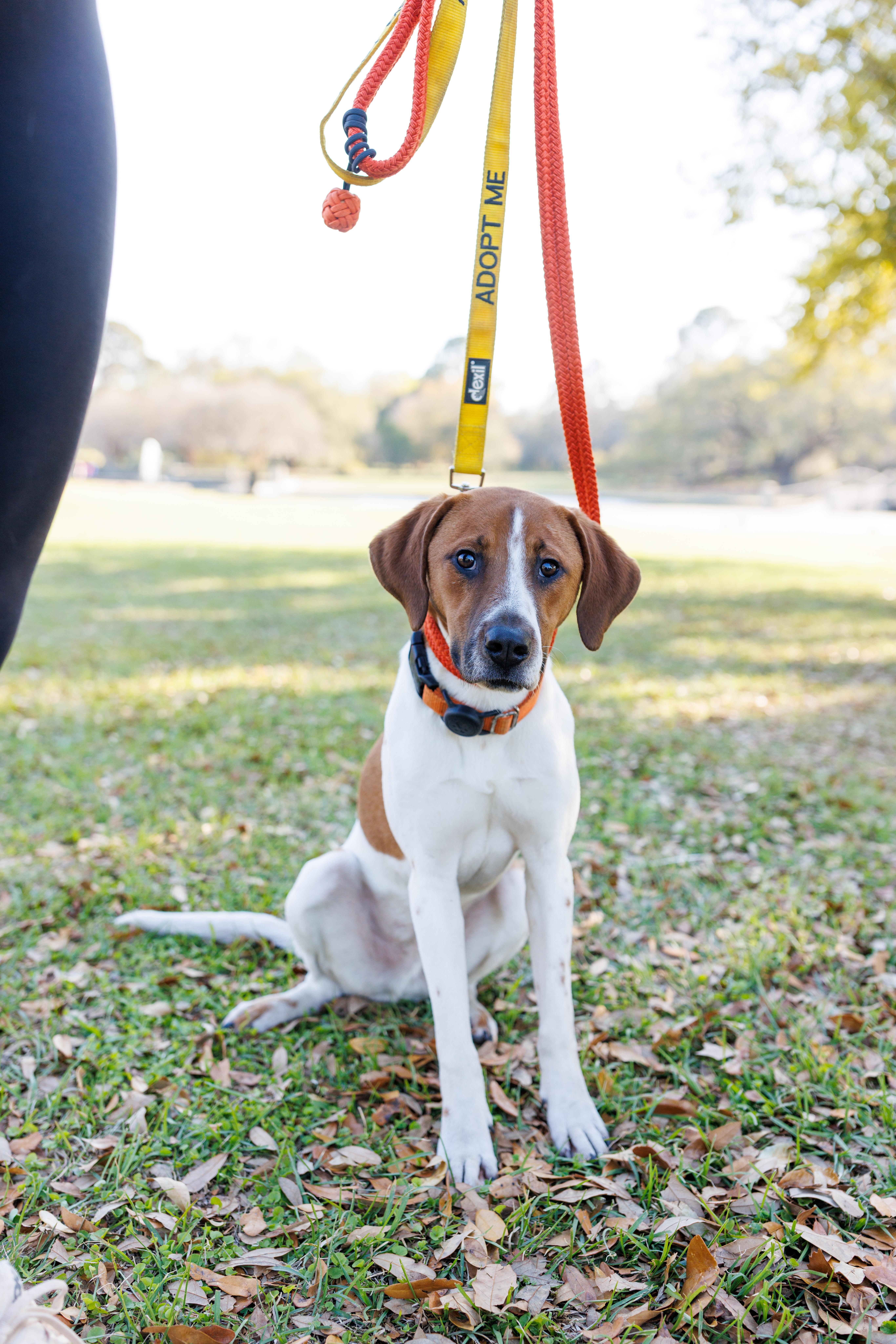 Fred, an adoptable Foxhound, Beagle in charleston, SC, 29403 | Photo Image 5