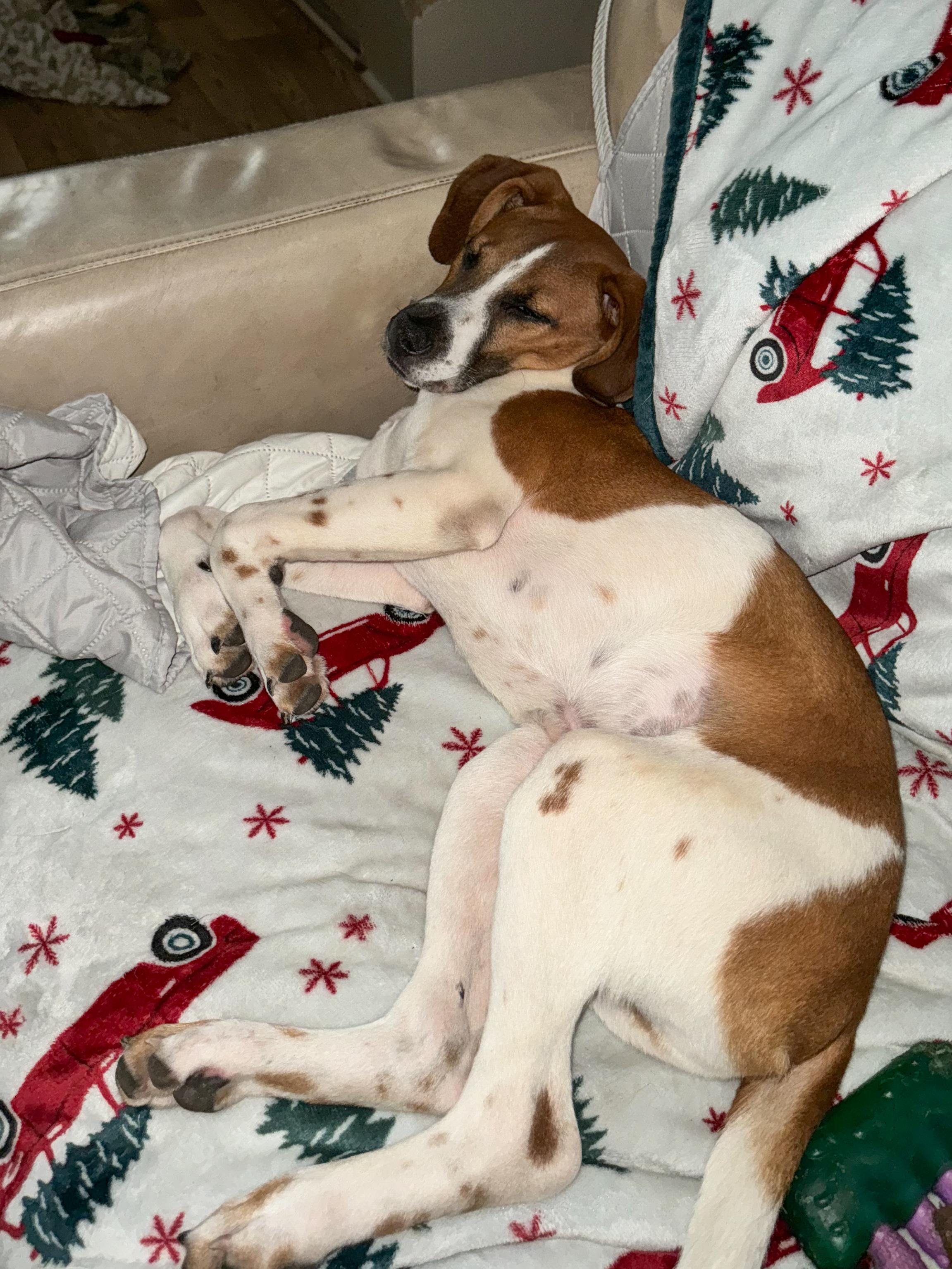 Fred, an adoptable Foxhound, Beagle in charleston, SC, 29403 | Photo Image 3