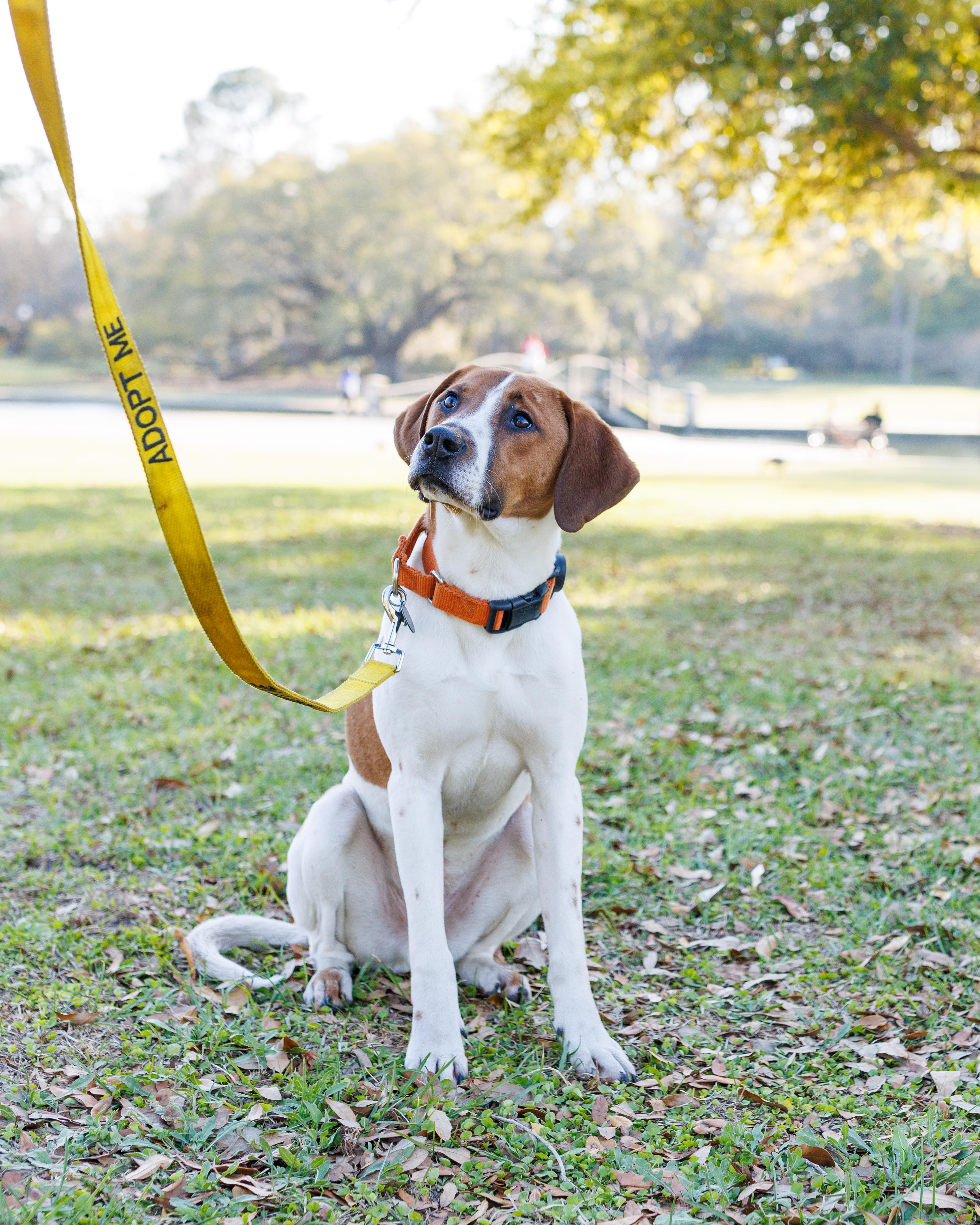 Fred, an adoptable Foxhound, Beagle in charleston, SC, 29403 | Photo Image 6