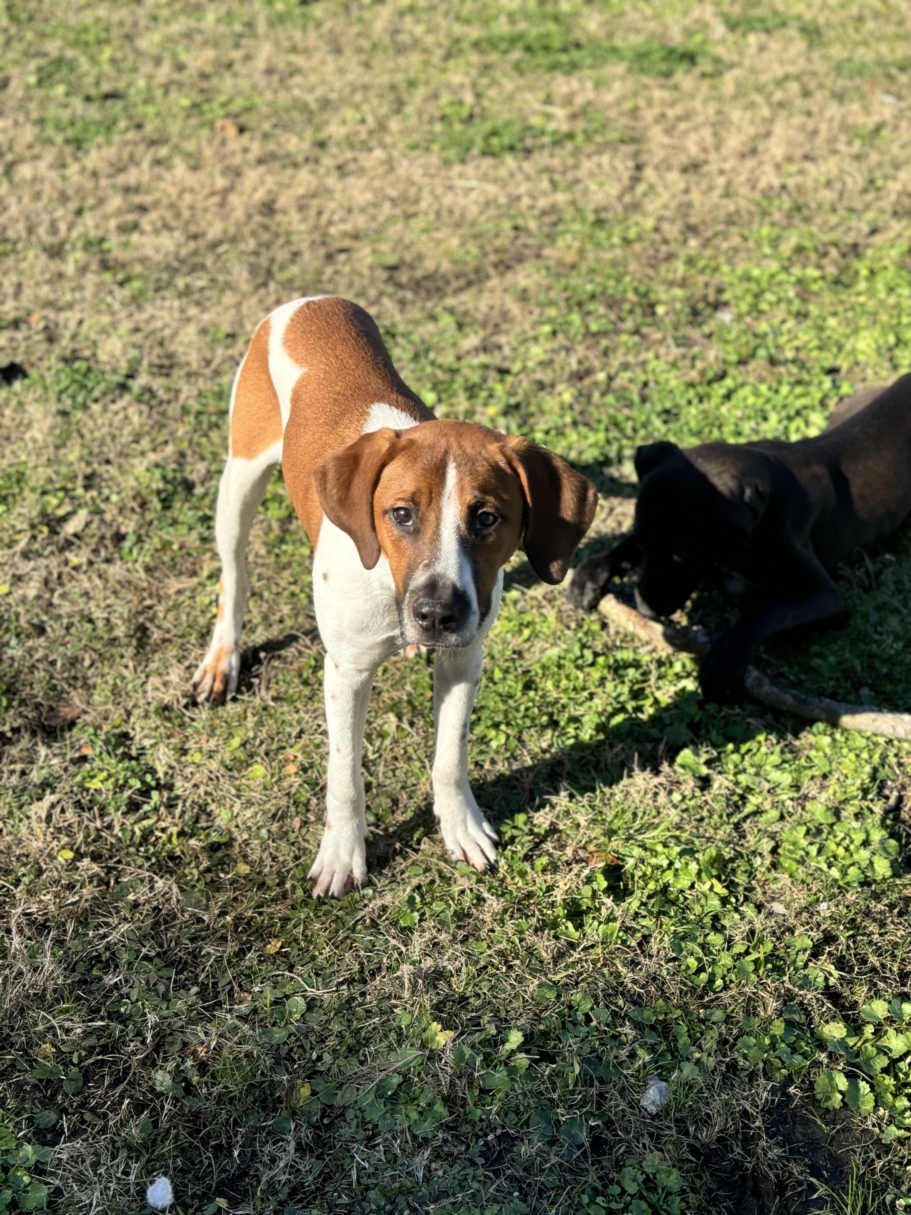 Fred, an adoptable Foxhound, Beagle in charleston, SC, 29403 | Photo Image 4