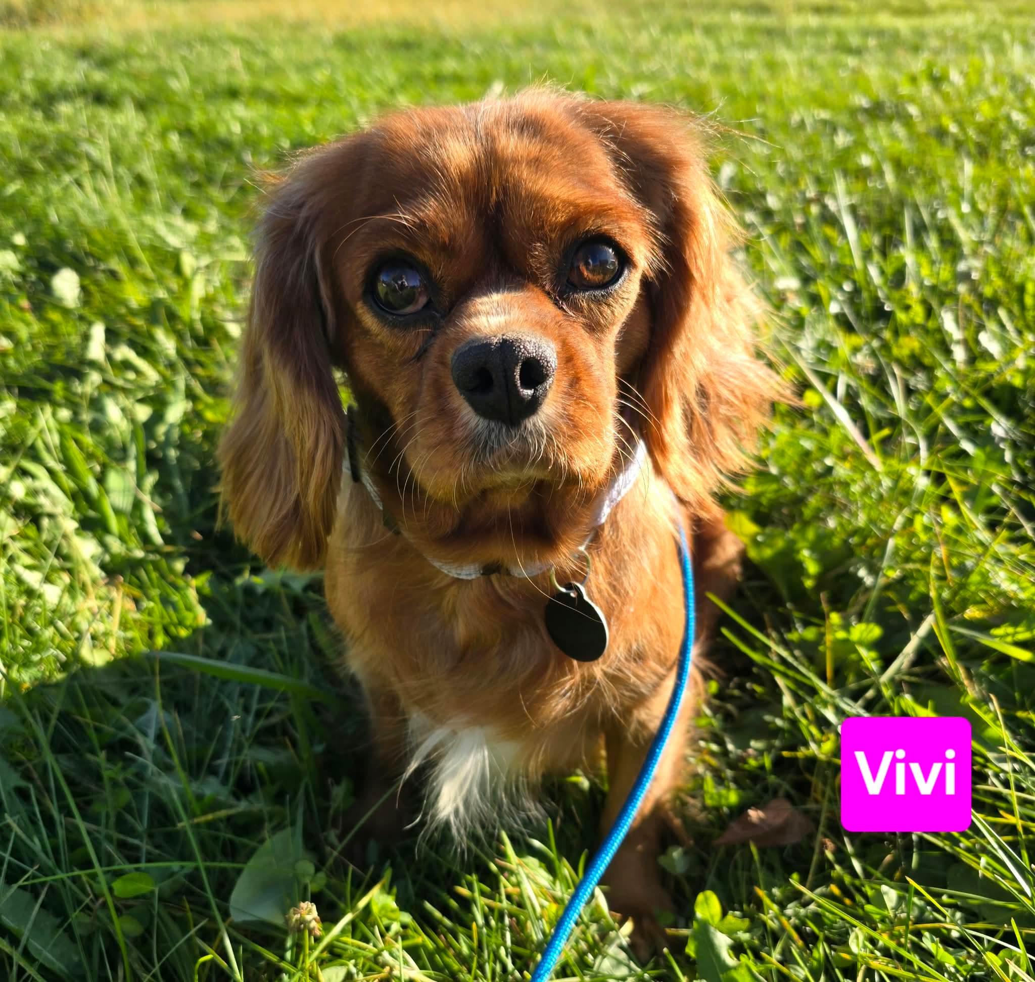 Vivi, Adoptable, Young Female Cavalier King Charles Spaniel.
