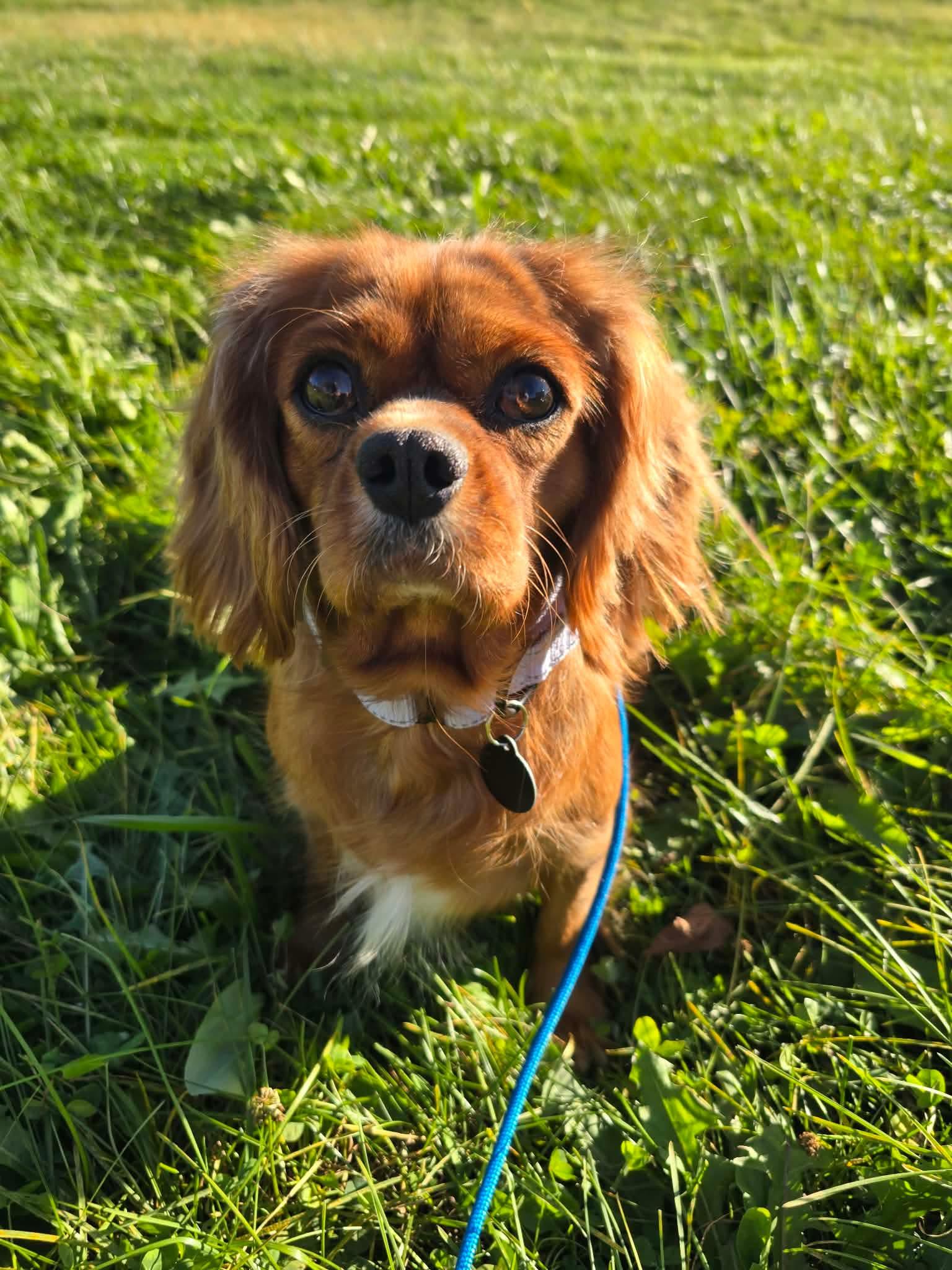 Enlarge Vivi, a Adoptable Cavalier King Charles Spaniel in St. Clairsville, OH image 2/4