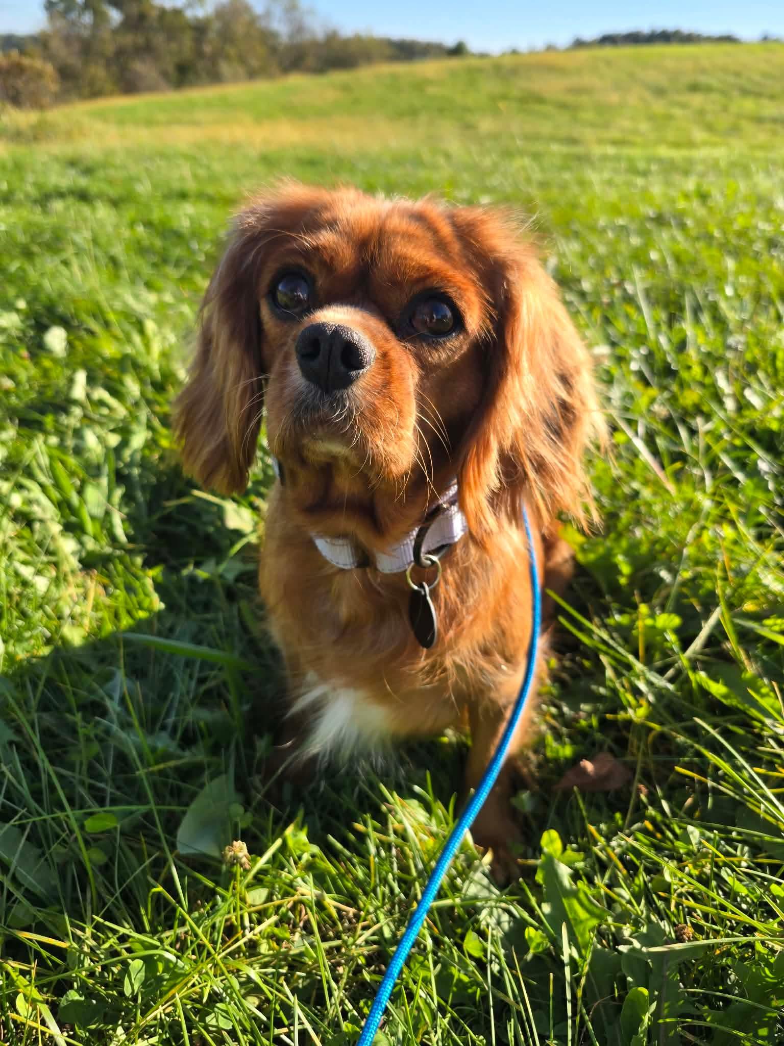 Enlarge Vivi, a Adoptable Cavalier King Charles Spaniel in St. Clairsville, OH image 3/4